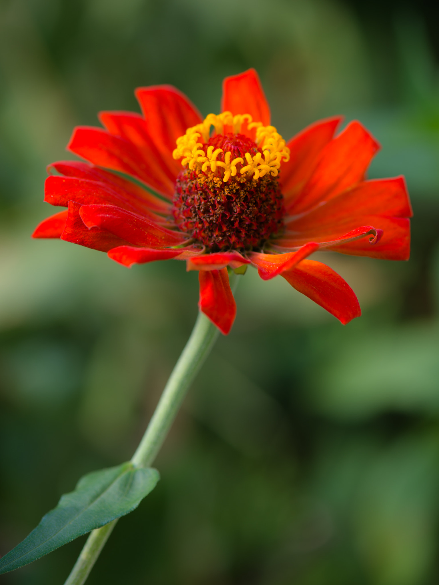 Nikon Df sample photo. Dahlia photography