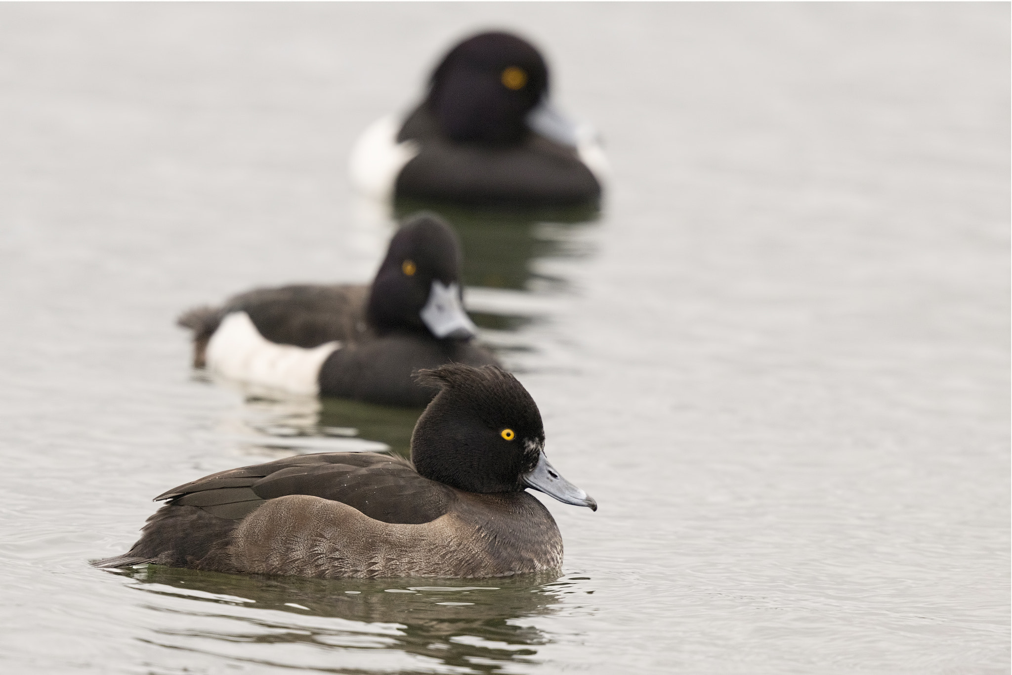 Canon EF 500mm F4L IS II USM sample photo. Three tufts photography