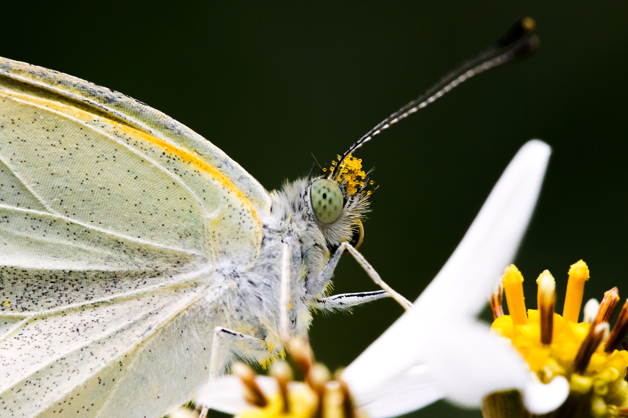 Canon EF 100mm F2.8L Macro IS USM sample photo. Pieris rapae photography