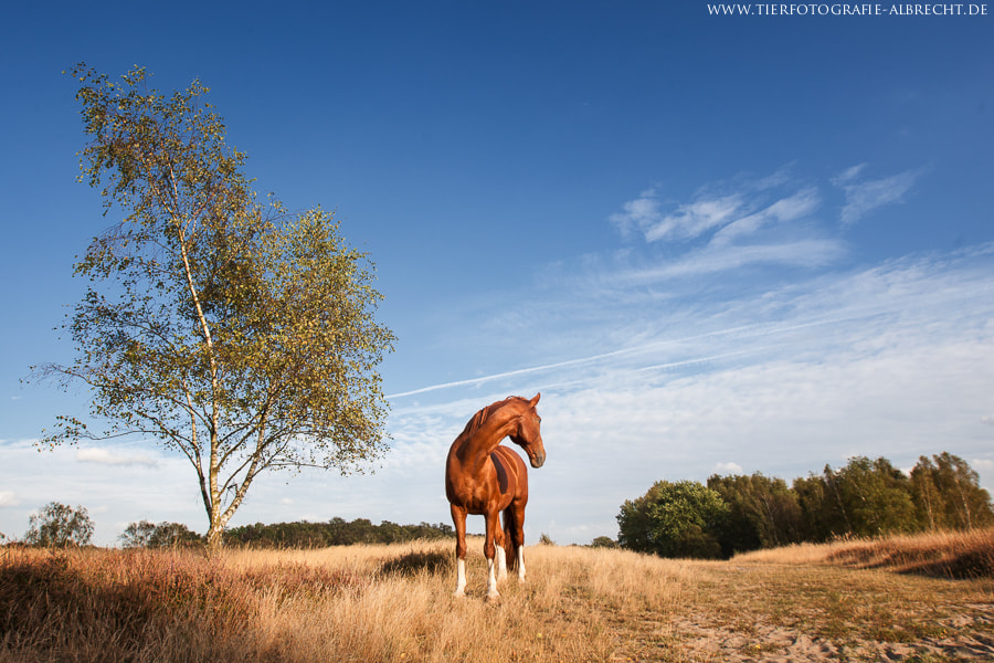 Canon EOS-1D Mark III sample photo. Dunes and heath photography