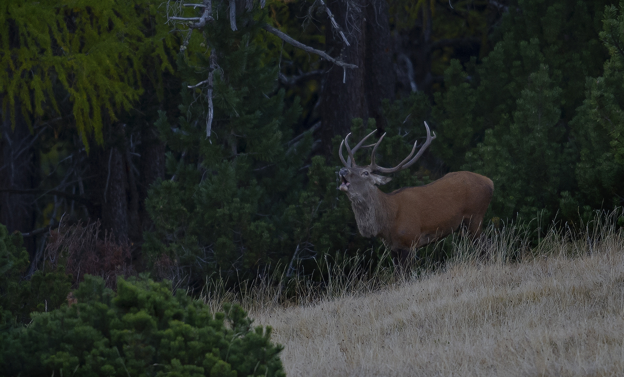 Nikon D3S + Nikon AF-S Nikkor 500mm F4G ED VR sample photo. Woodland edge... the roaring photography