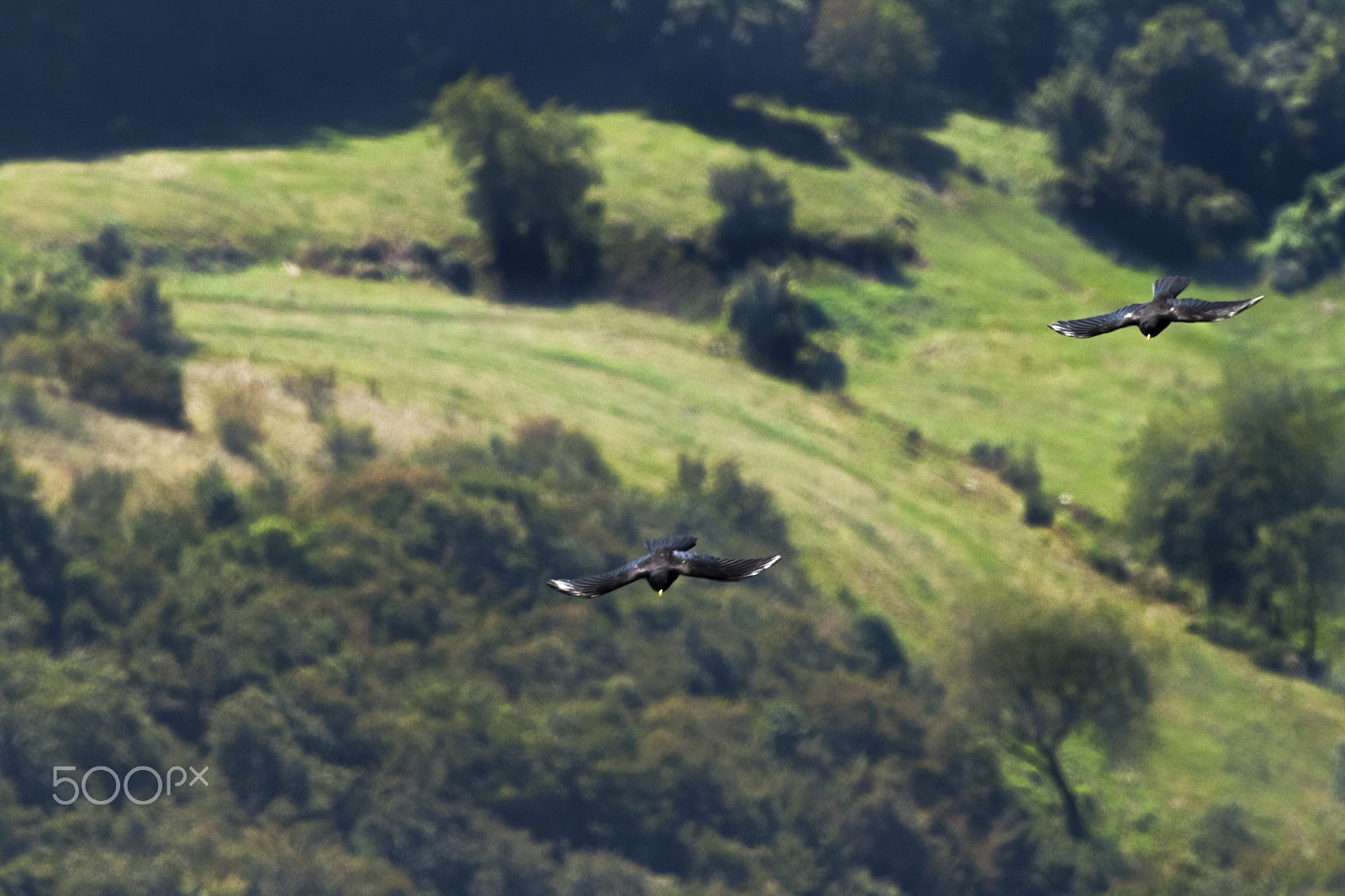 Canon EOS 500D (EOS Rebel T1i / EOS Kiss X3) sample photo. Alpine chough (pyrrhocorax graculus) photography