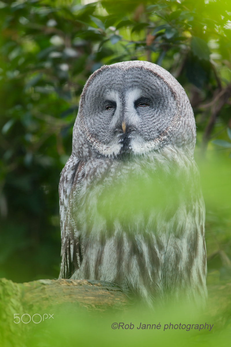 Nikon AF-S Nikkor 300mm F2.8G ED VR II sample photo. Great grey owl photography