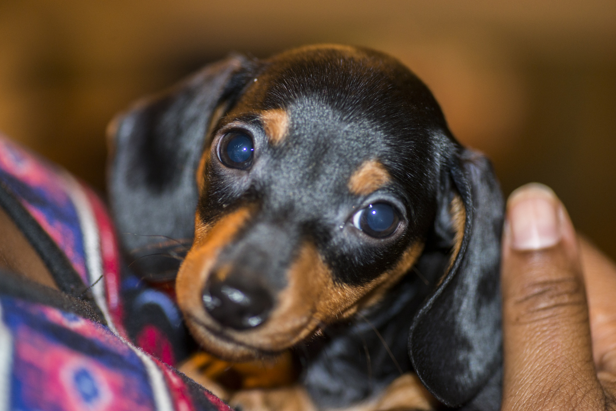 Tokina AT-X Pro 100mm F2.8 Macro sample photo. Meet landry photography