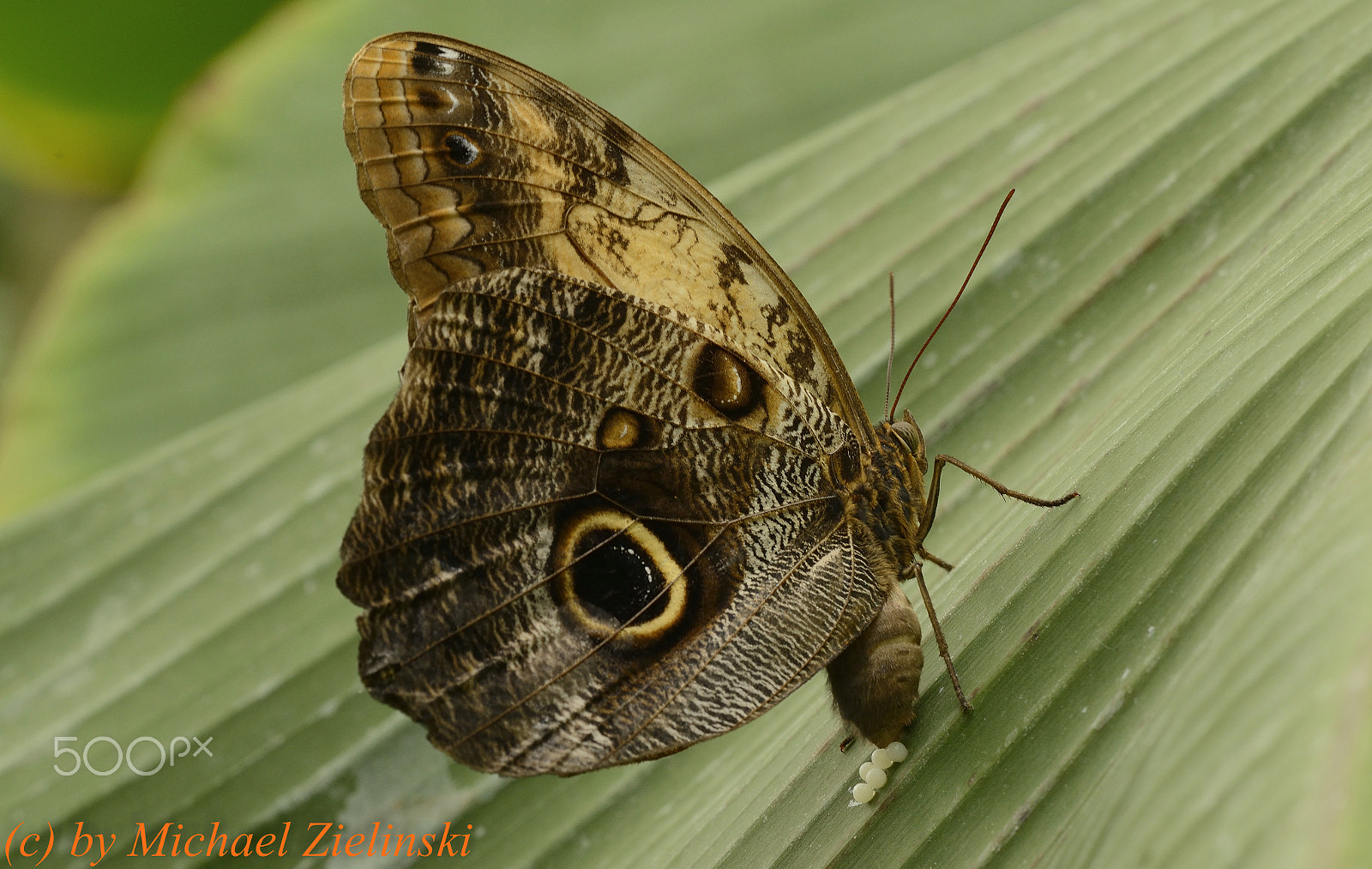 Nikon D800E + Sigma 150mm F2.8 EX DG OS Macro HSM sample photo. Bananenfalter bei der eiablage photography