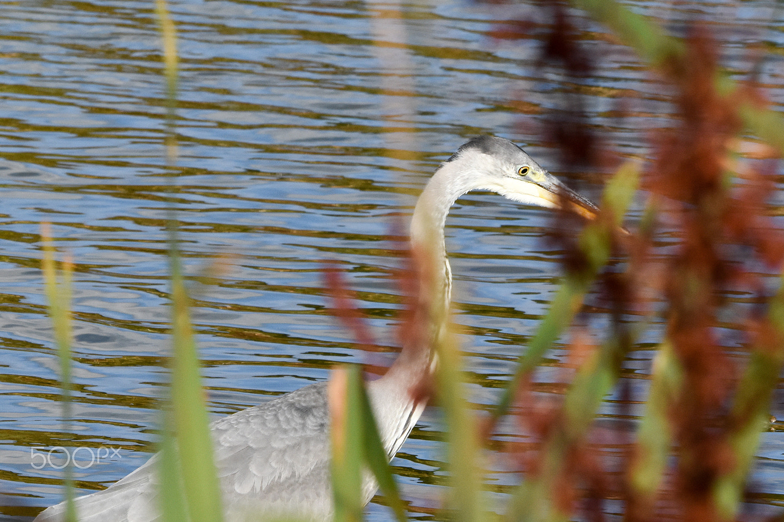 Tamron SP 150-600mm F5-6.3 Di VC USD sample photo. Heron colours photography