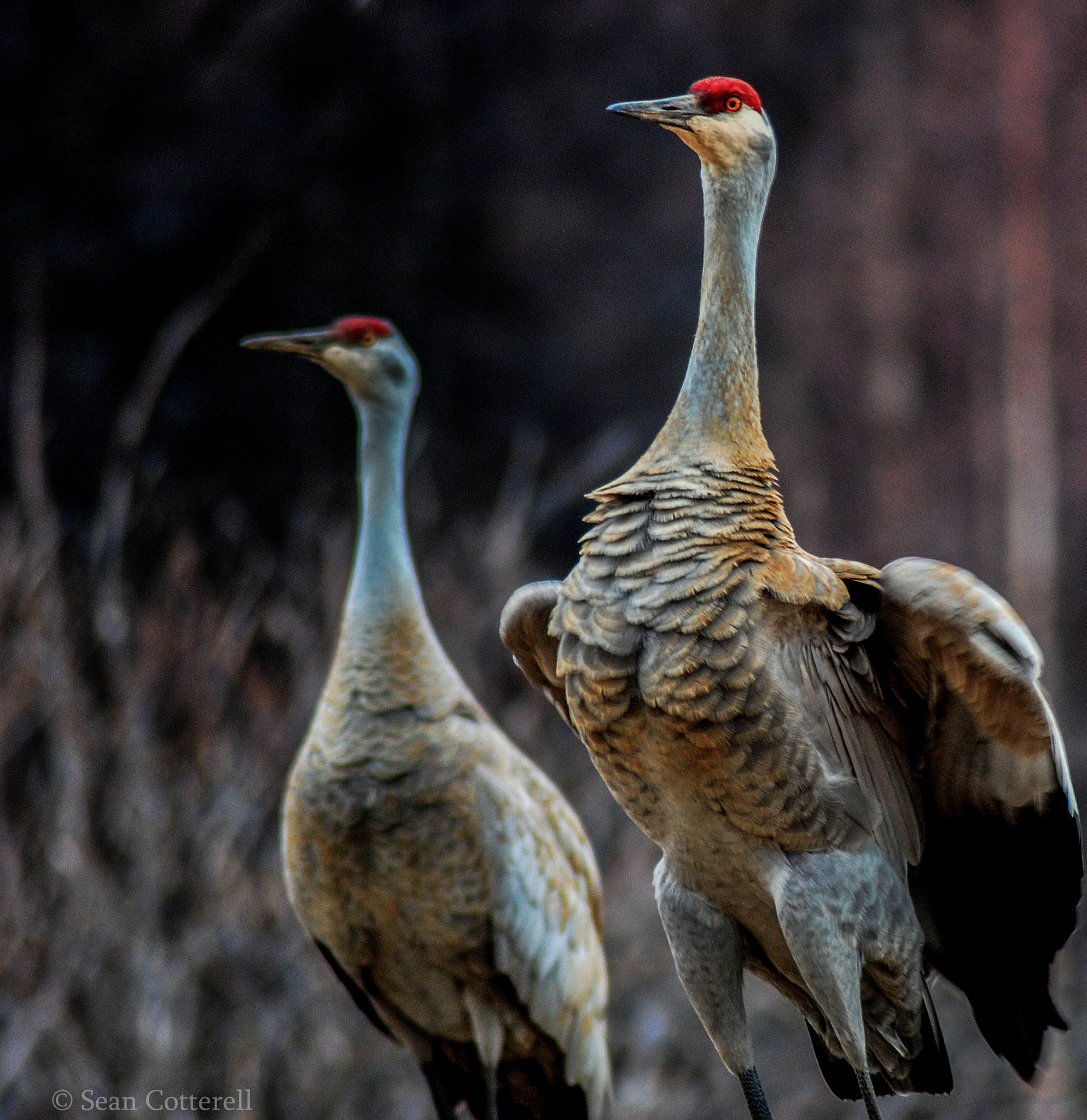 Nikon D80 sample photo. Sandhill crane photography