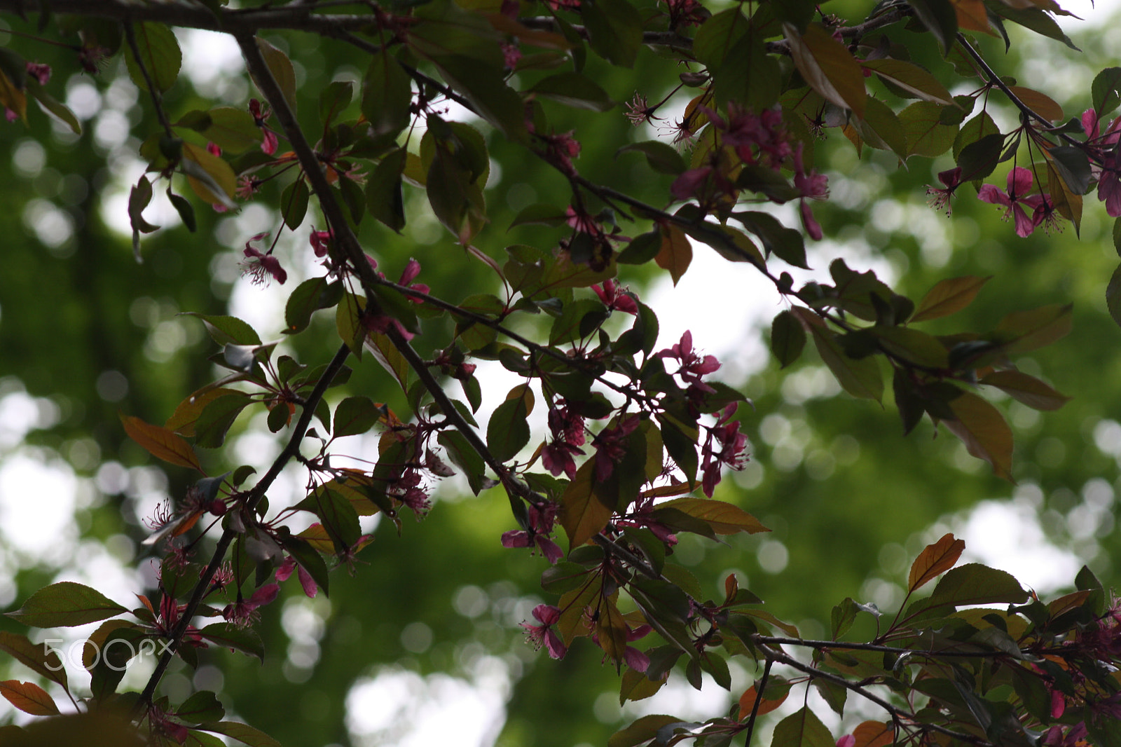 Canon EOS 1000D (EOS Digital Rebel XS / EOS Kiss F) sample photo. Blossom photography