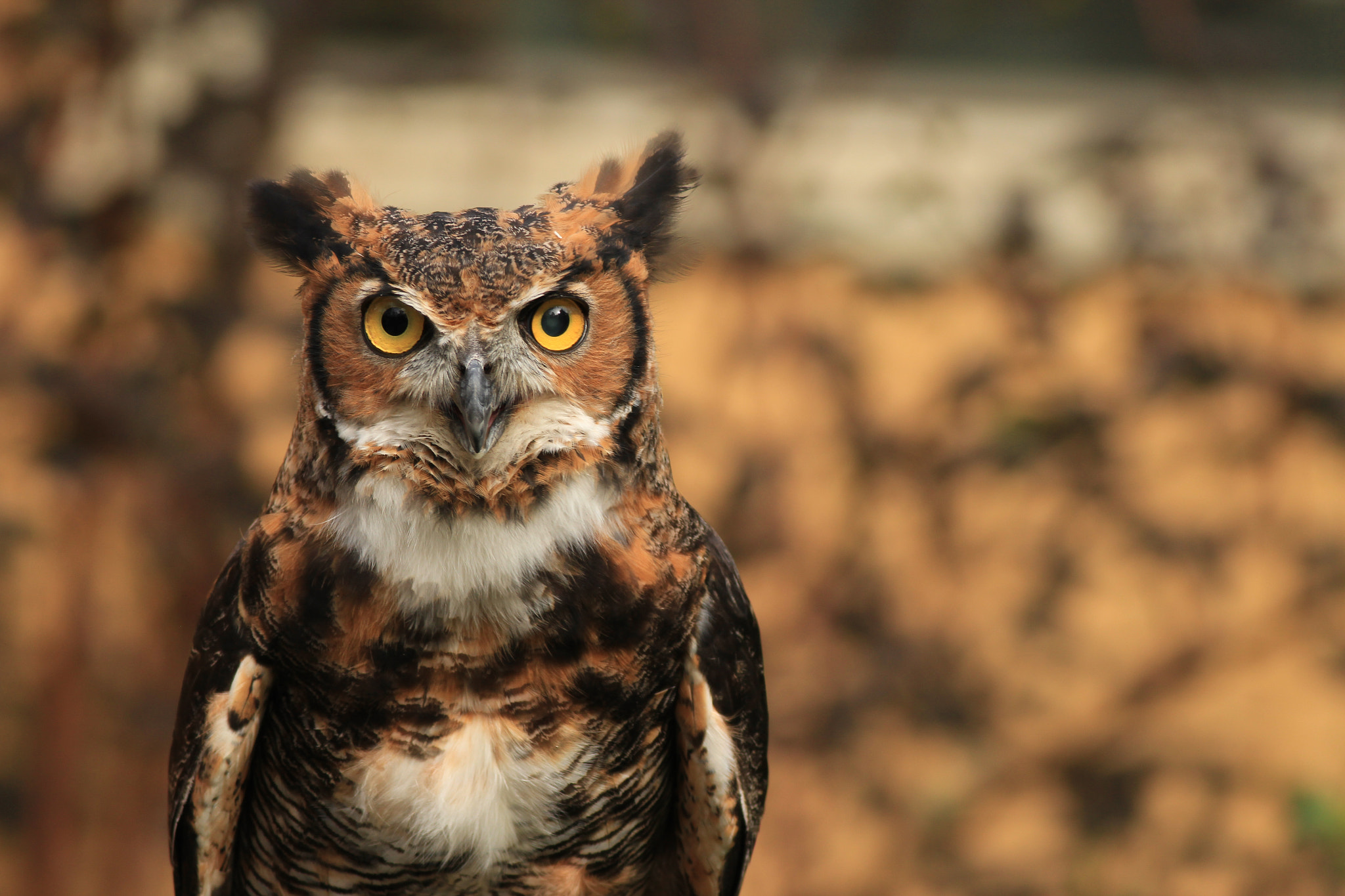 Canon EOS 600D (Rebel EOS T3i / EOS Kiss X5) + Canon EF 400mm F5.6L USM sample photo. Great horned owl photography