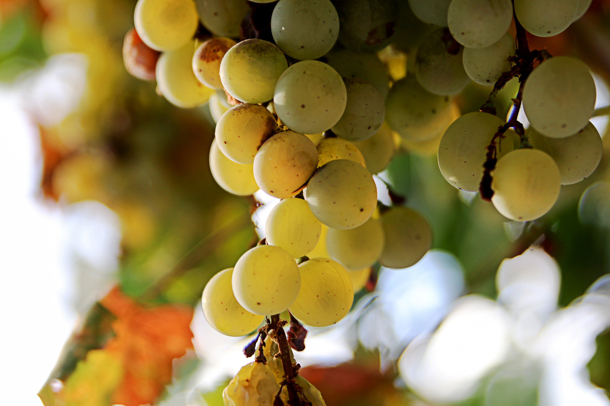 Canon EOS 80D + Sigma 24-70mm F2.8 EX DG Macro sample photo. Fresh grapes photography
