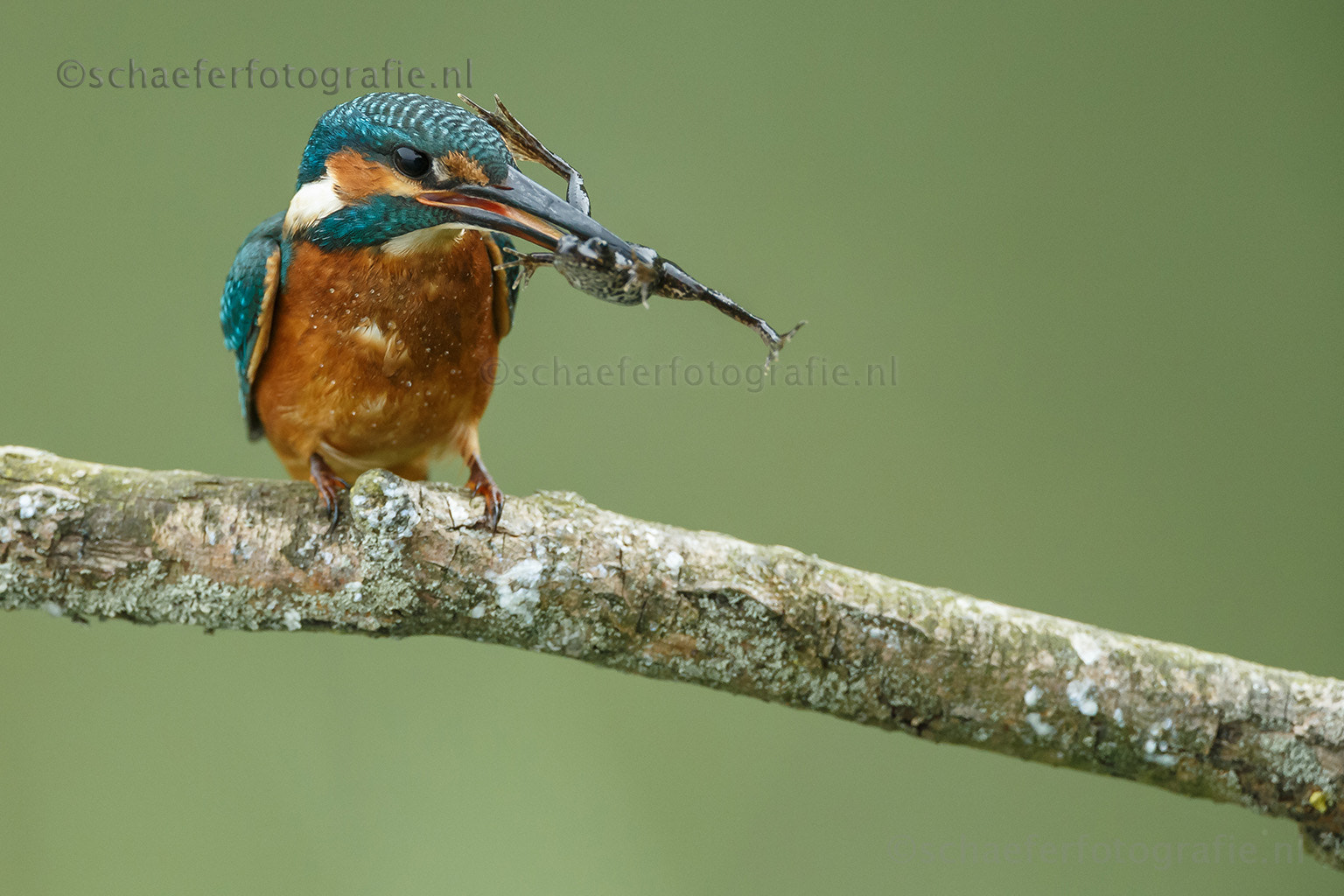 Canon EF 500mm F4L IS USM sample photo. Kingfisher with a frog photography
