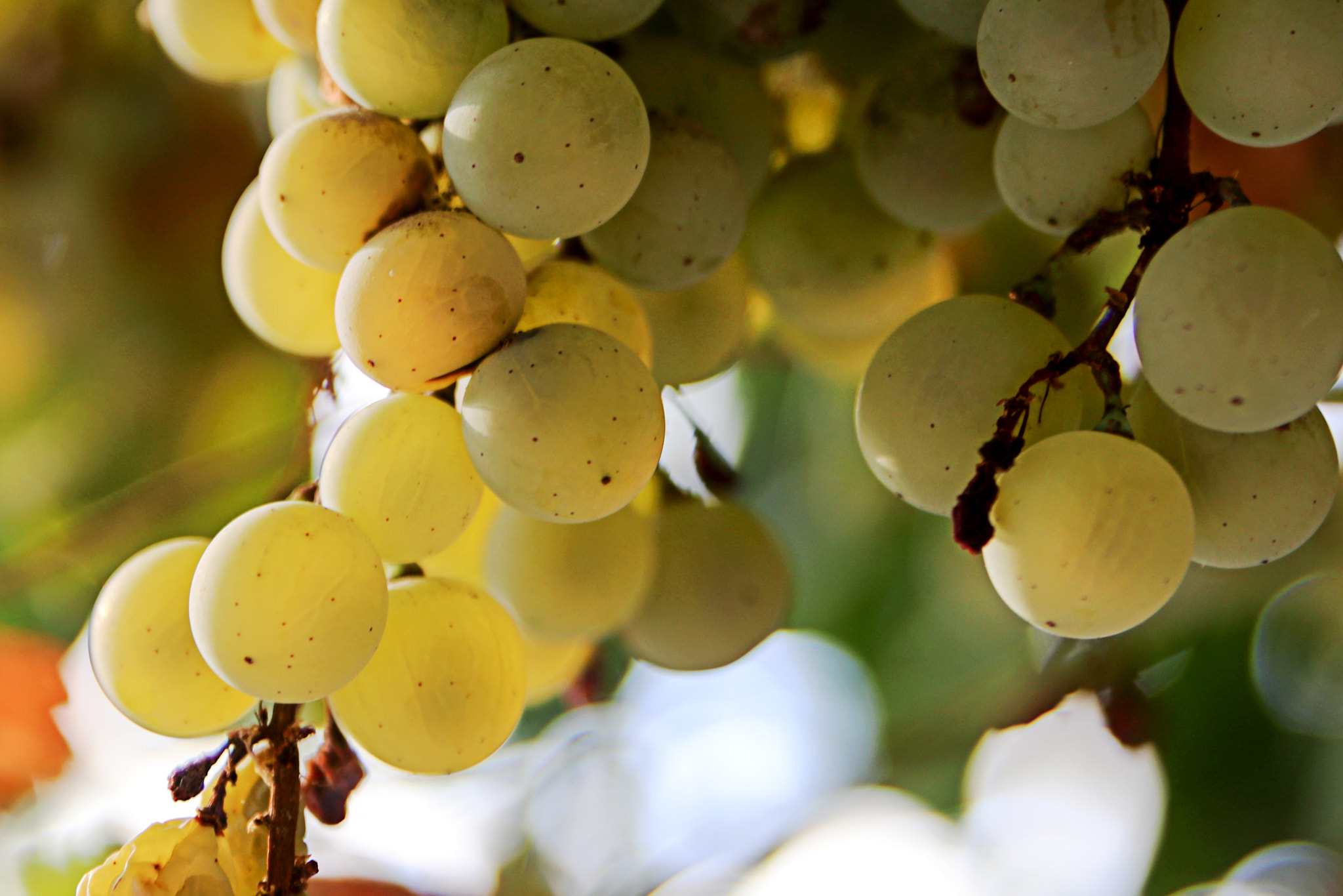 Canon EOS 80D + Sigma 24-70mm F2.8 EX DG Macro sample photo. Fresh grapes photography