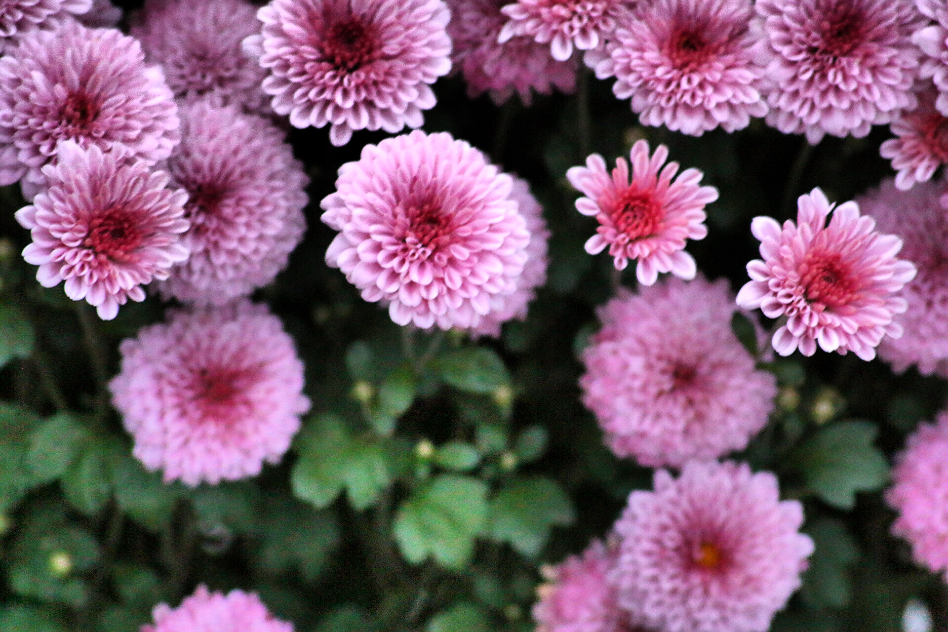 Canon 55-200mm sample photo