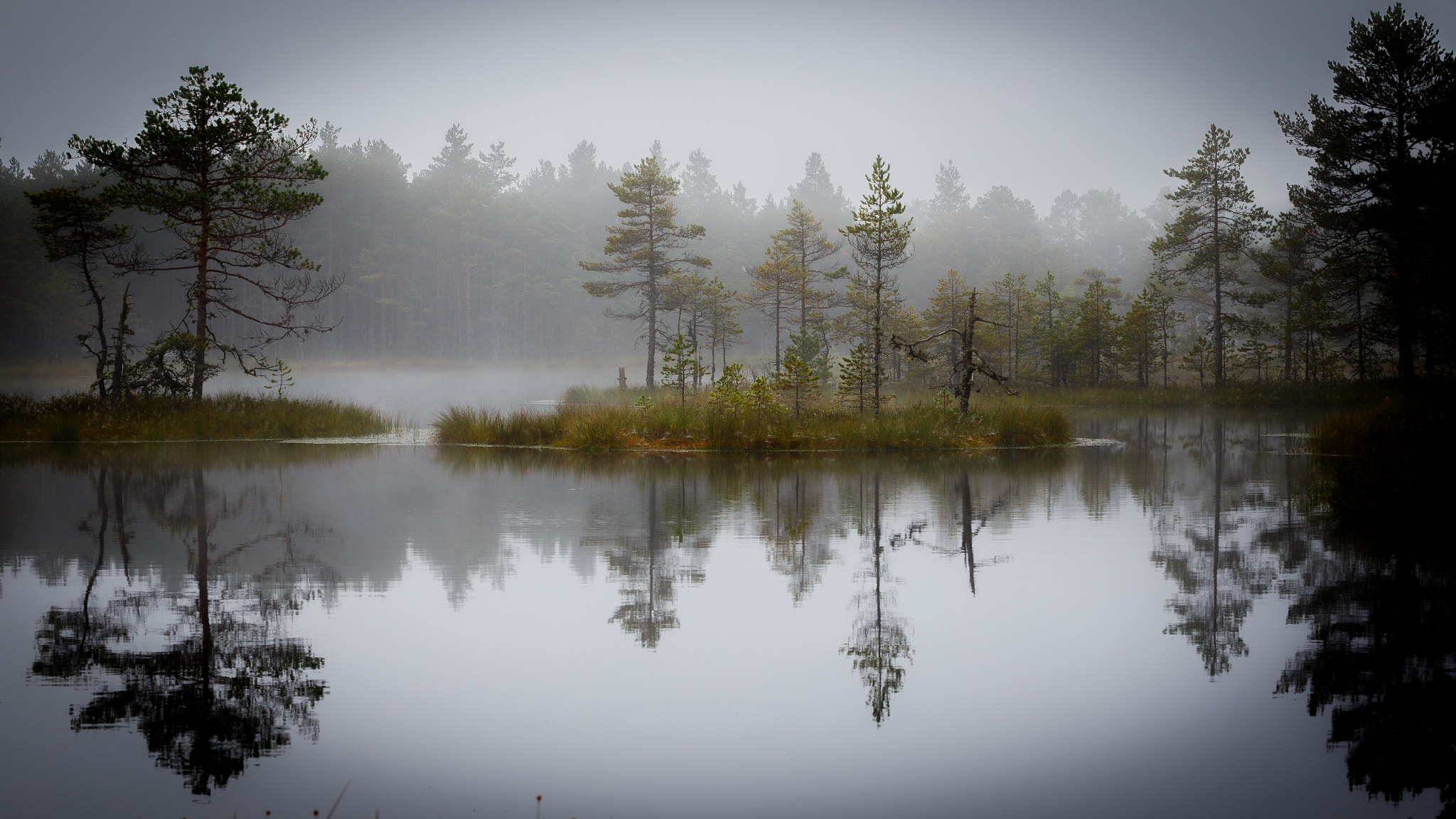 Canon EOS-1D X + Canon EF 70-200mm F2.8L USM sample photo. Foggy morning at bog photography