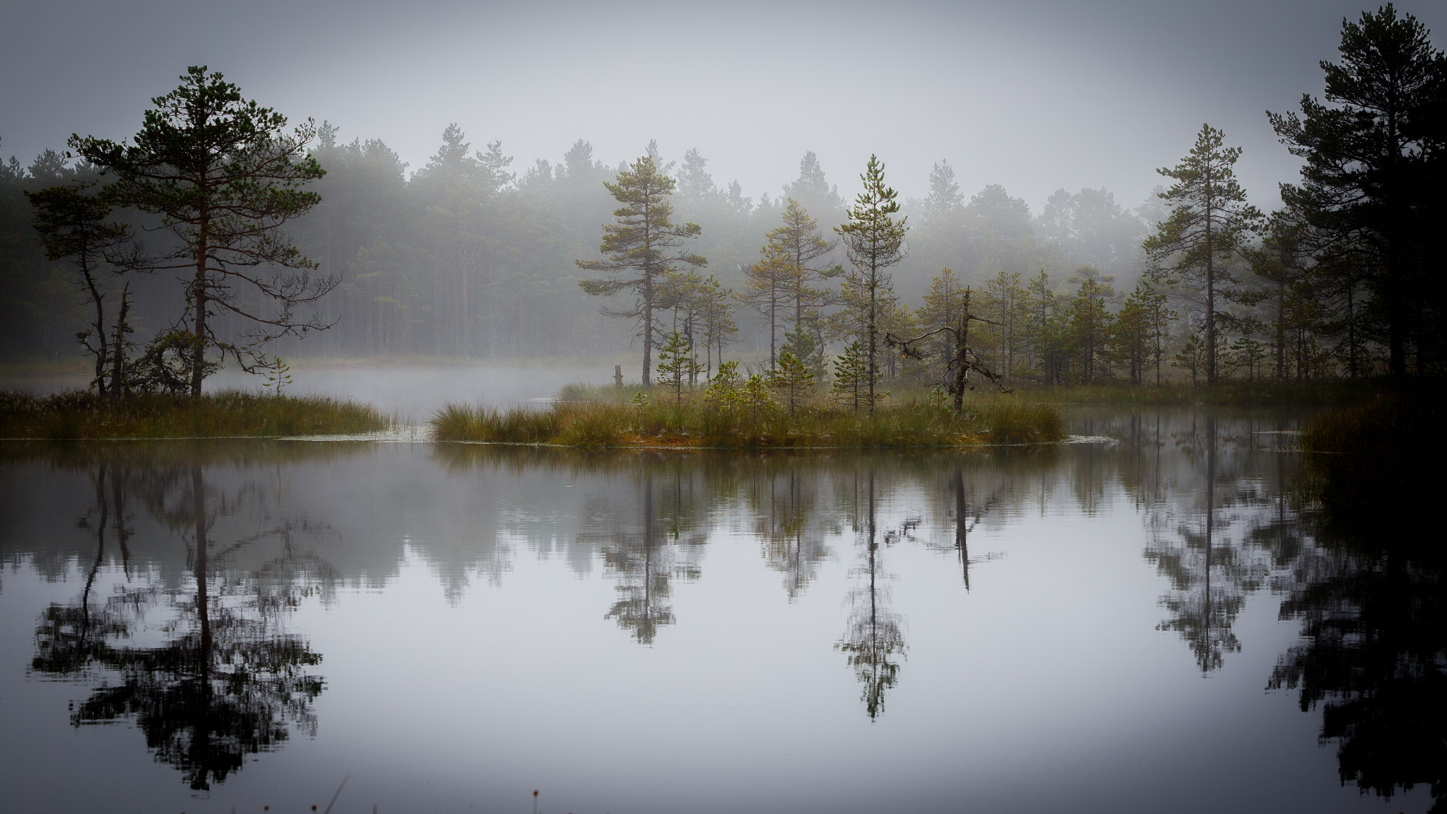 Canon EF 70-200mm F2.8L USM sample photo. Foggy morning at bog photography