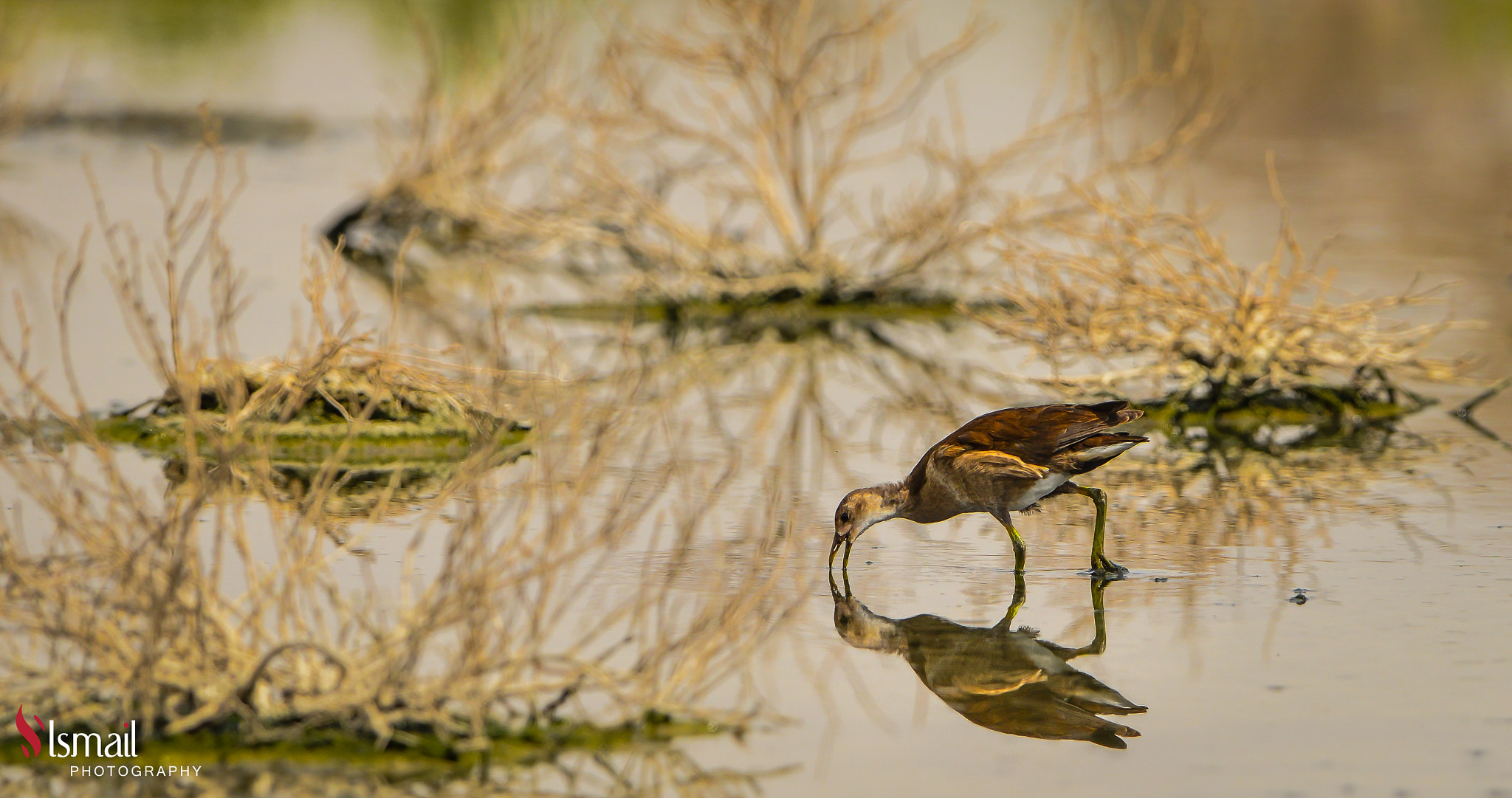 Nikon D800 sample photo. The reflection of a bird photography