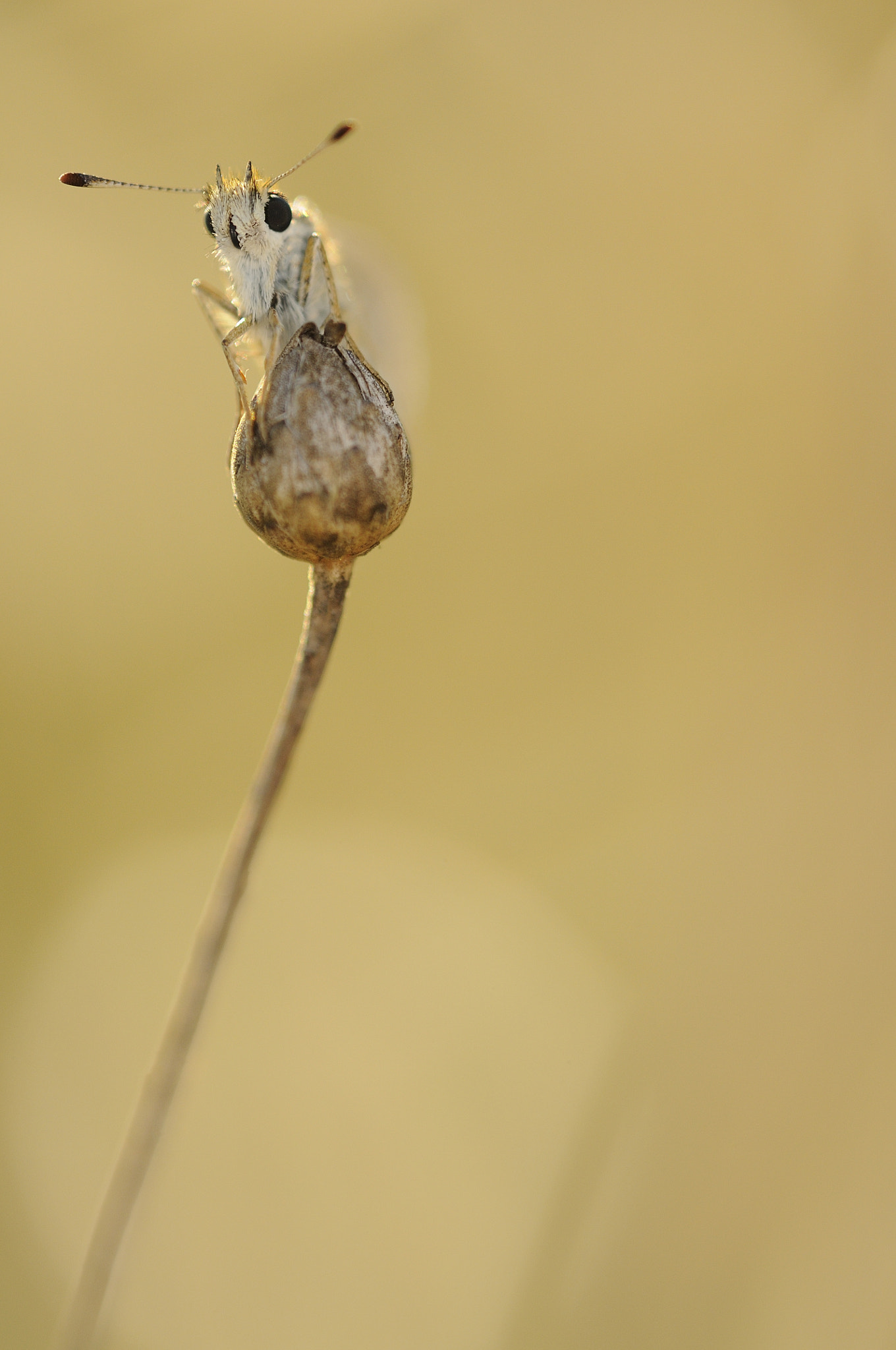 Sigma APO Macro 180mm F3.5 EX DG HSM sample photo. Thymelicus sylvestris photography