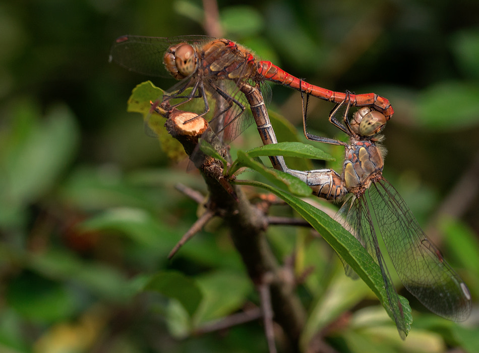 Olympus PEN E-PM2 sample photo. Sympetrum striolatum photography
