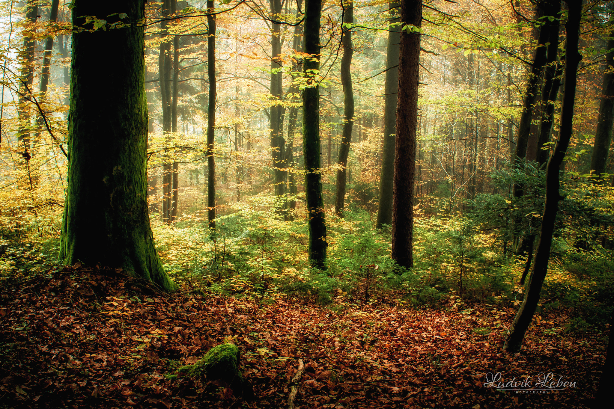 Sony Alpha DSLR-A700 sample photo. Tales of autumn photography