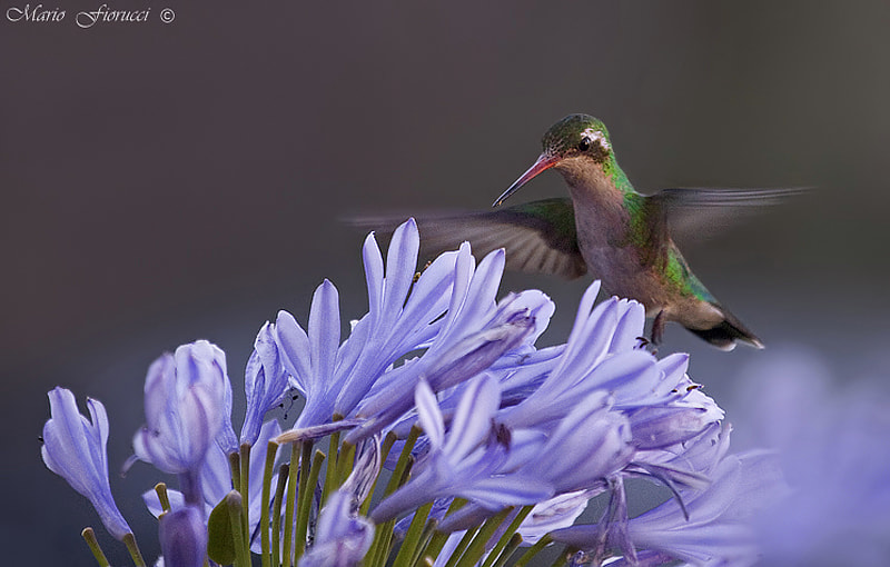 Canon EOS 40D sample photo. Hummingbird photography