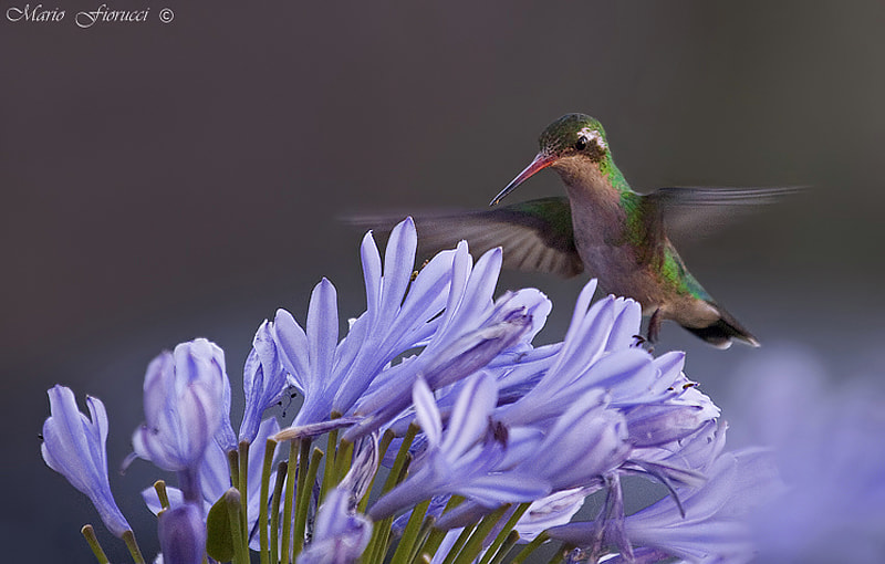 Canon EF 100-400mm F4.5-5.6L IS USM sample photo. Hummingbird photography