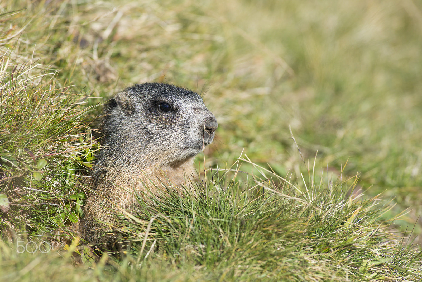 AF Zoom-Nikkor 80-200mm f/2.8 ED sample photo. Groundhog - seebersee photography