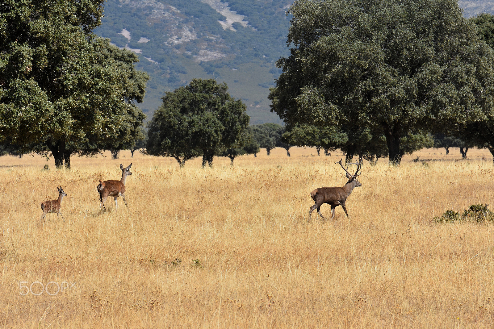 Tamron SP 70-200mm F2.8 Di VC USD sample photo. A family deer (cervus elaphus) photography