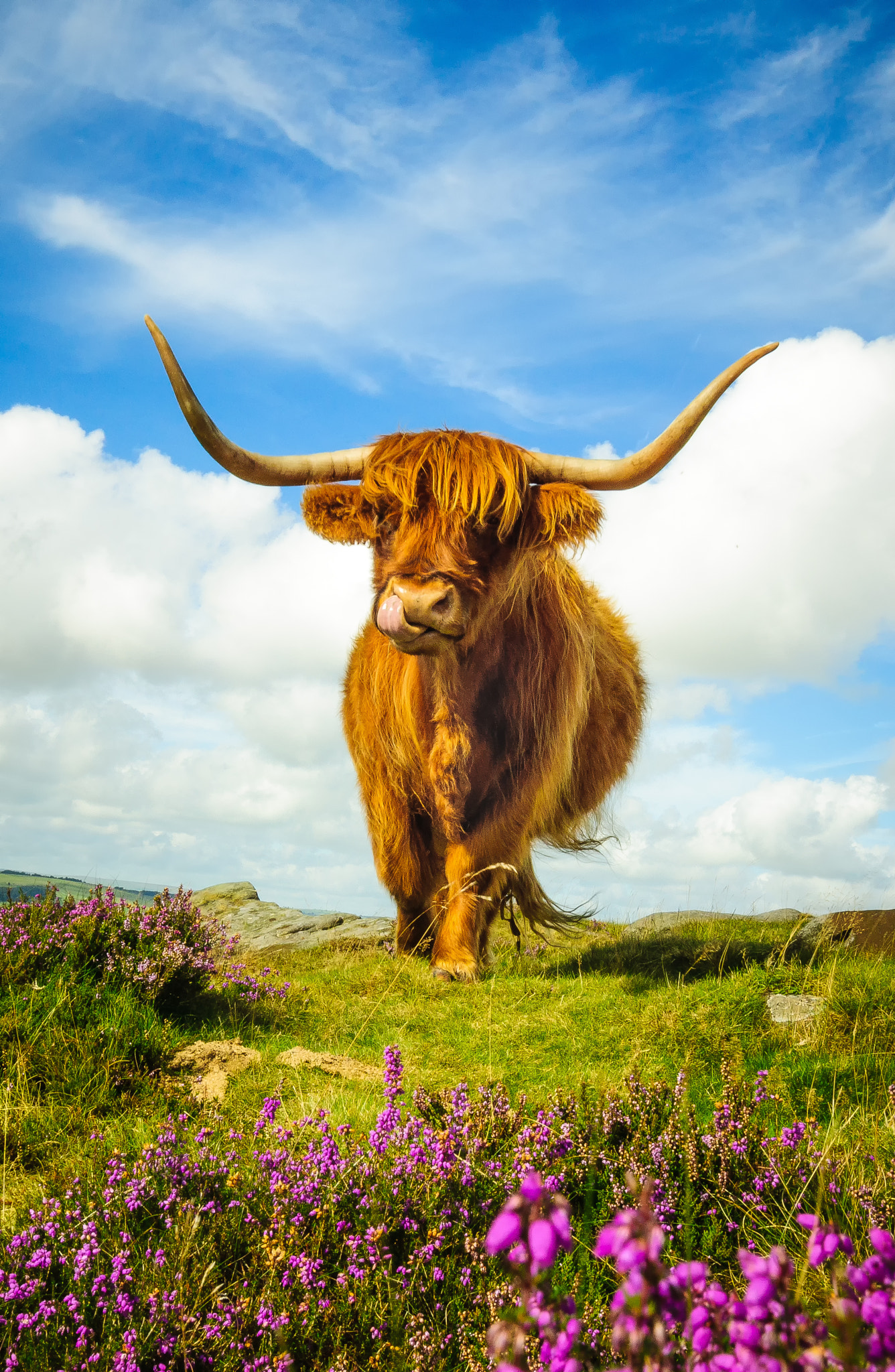 Sony SLT-A65 (SLT-A65V) + 10-20mm F3.5 sample photo. Highland cattle photography