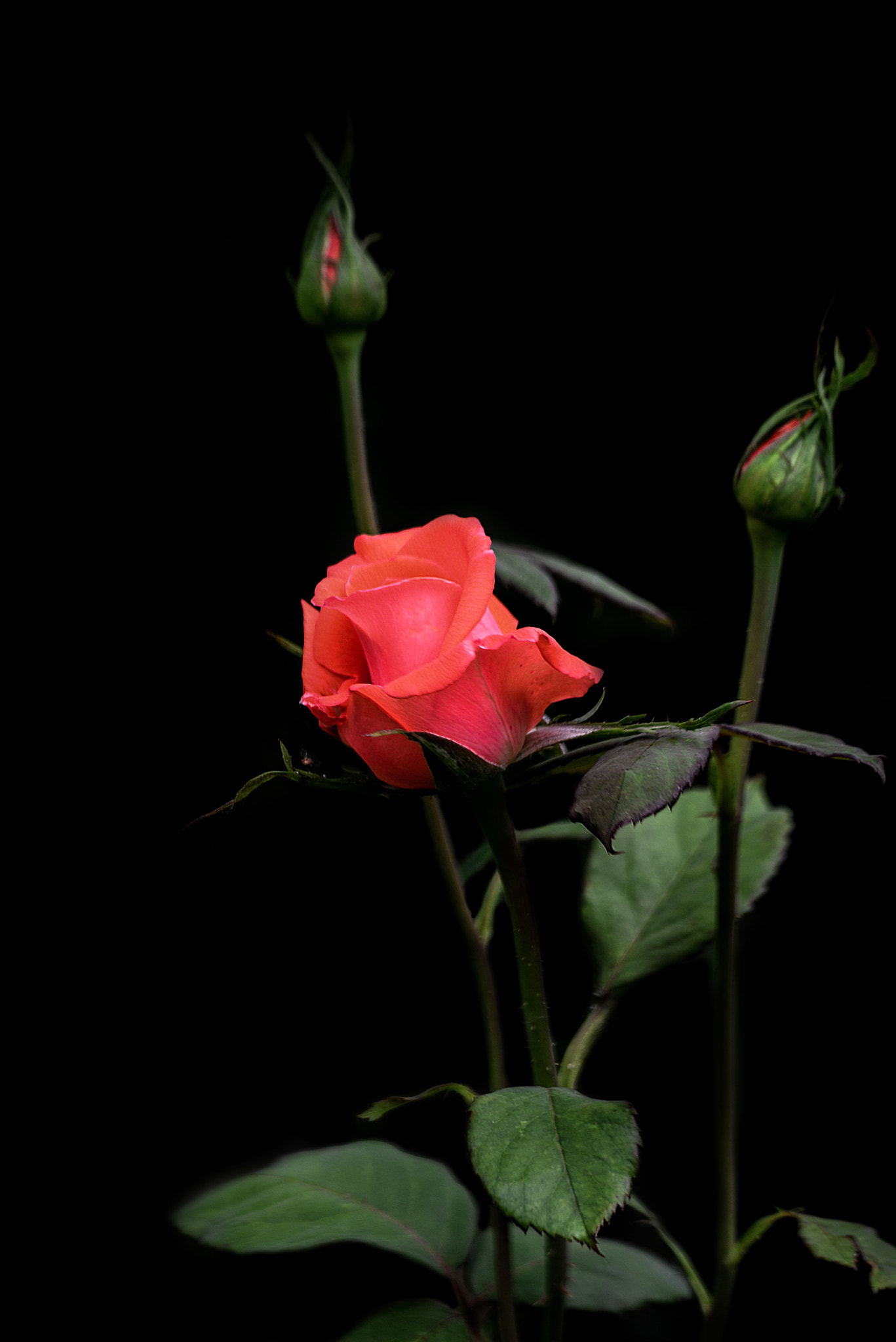 Sigma 150mm F2.8 EX DG Macro HSM sample photo