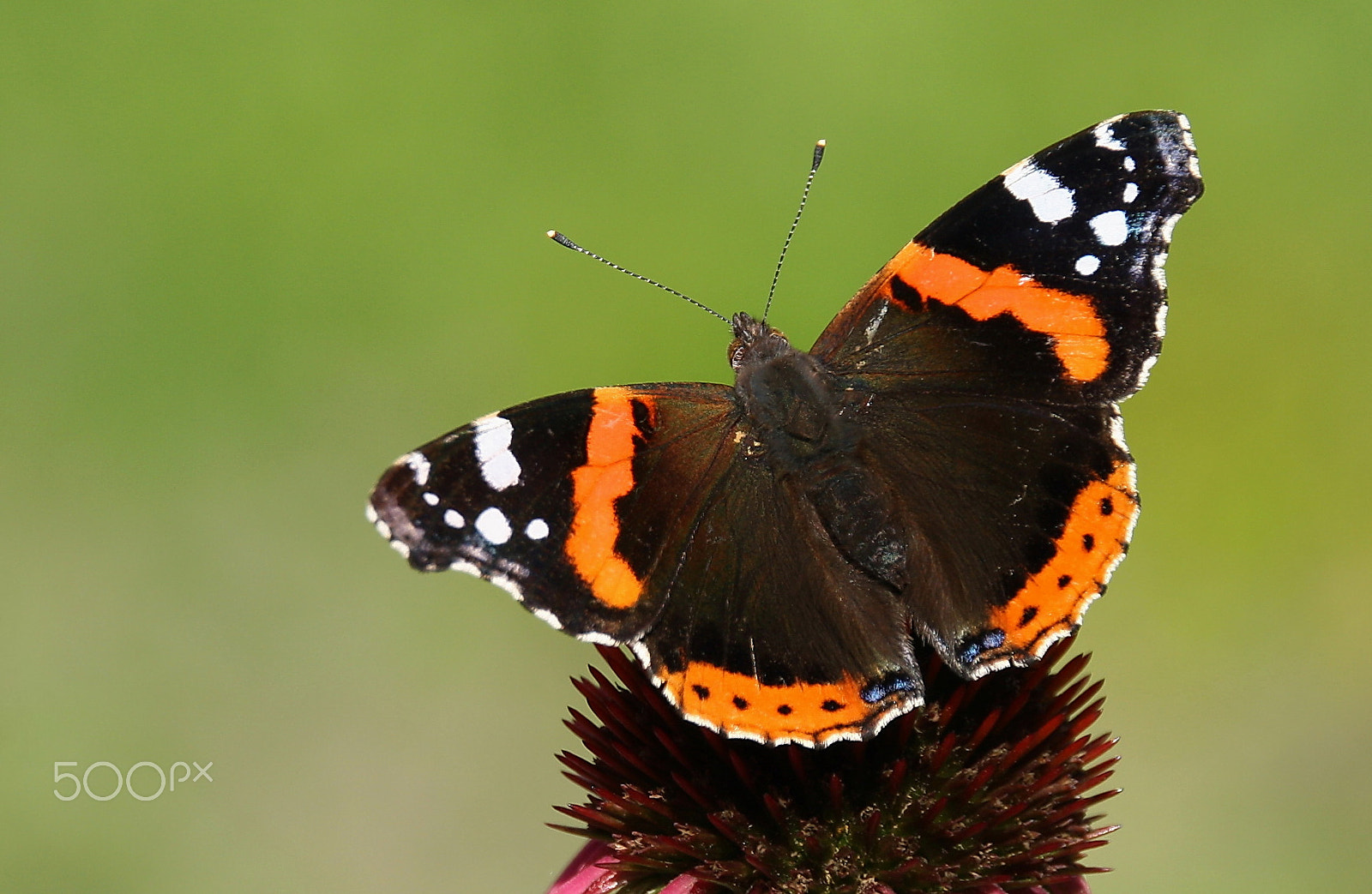 Canon EOS 1000D (EOS Digital Rebel XS / EOS Kiss F) sample photo. Red admiral (vanessa atalanta) photography