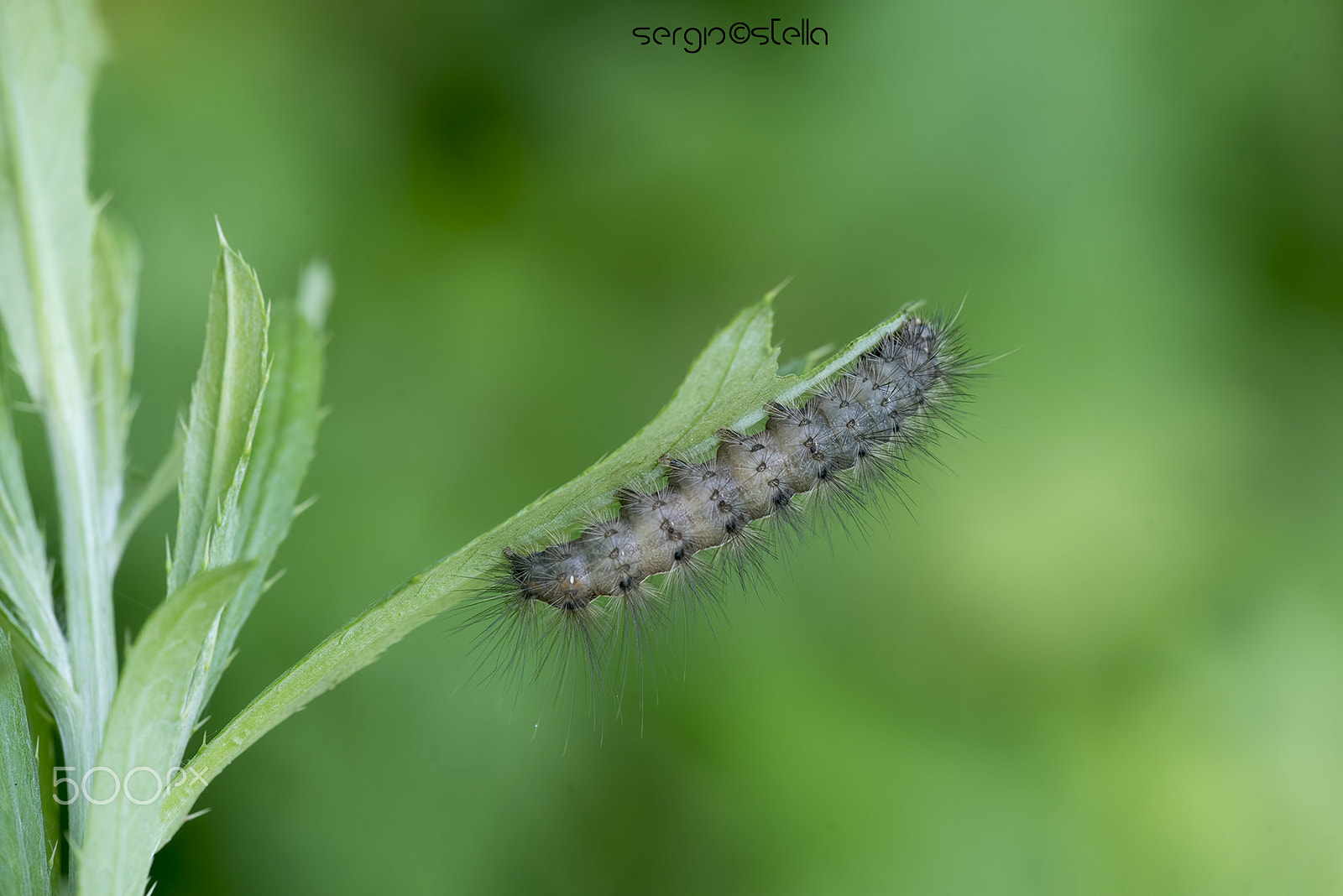 Sigma 150mm F2.8 EX DG Macro HSM sample photo. Bruchetto_peloso_____ photography