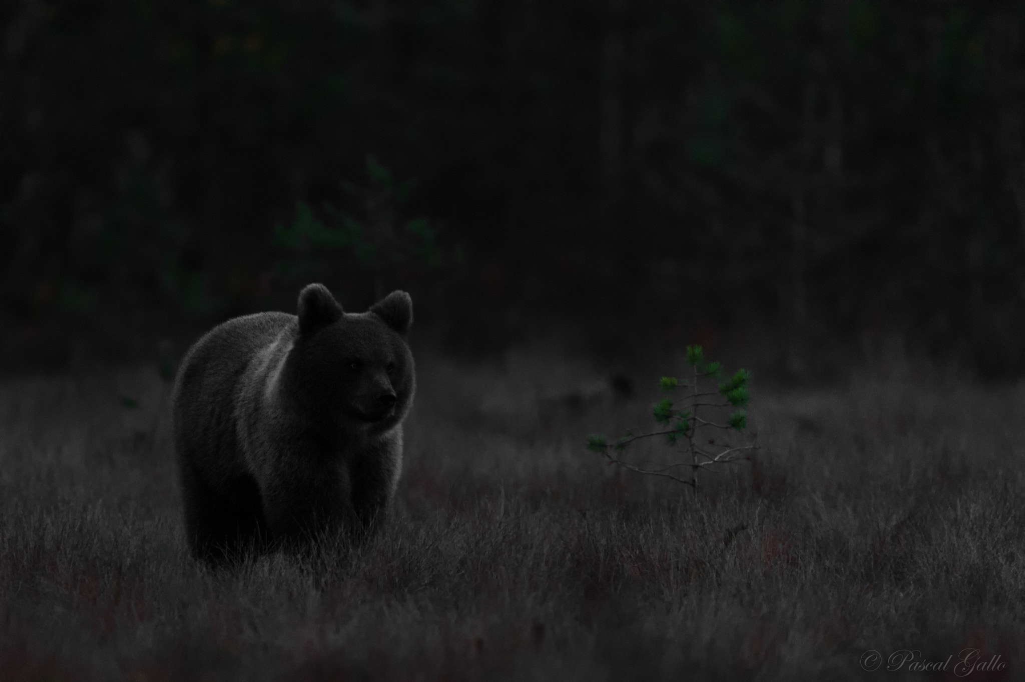 Nikon D3S sample photo. A cub bear in the night photography