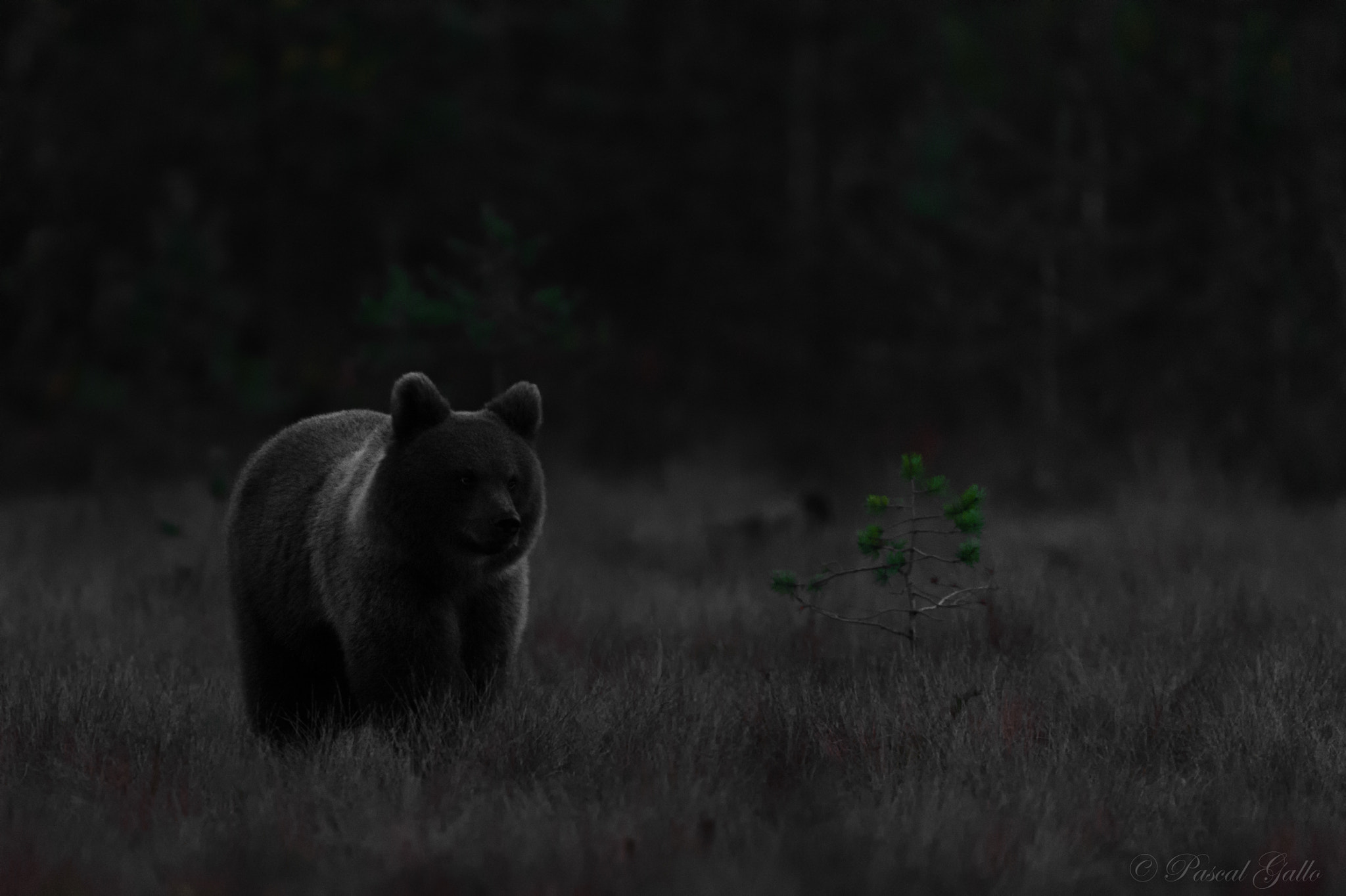 Nikon D3S + Nikon AF-S Nikkor 500mm F4G ED VR sample photo. A cub bear in the night photography