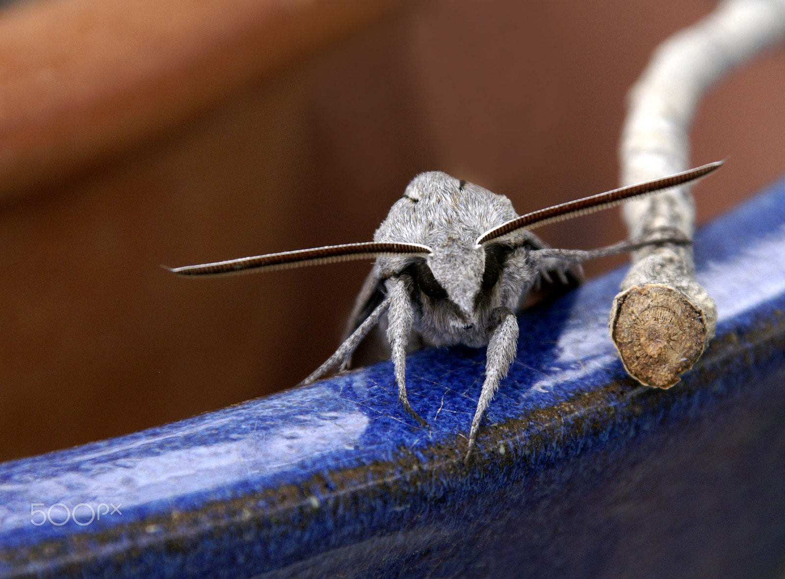 KONICA MINOLTA MAXXUM 7D sample photo. Alien moth photography