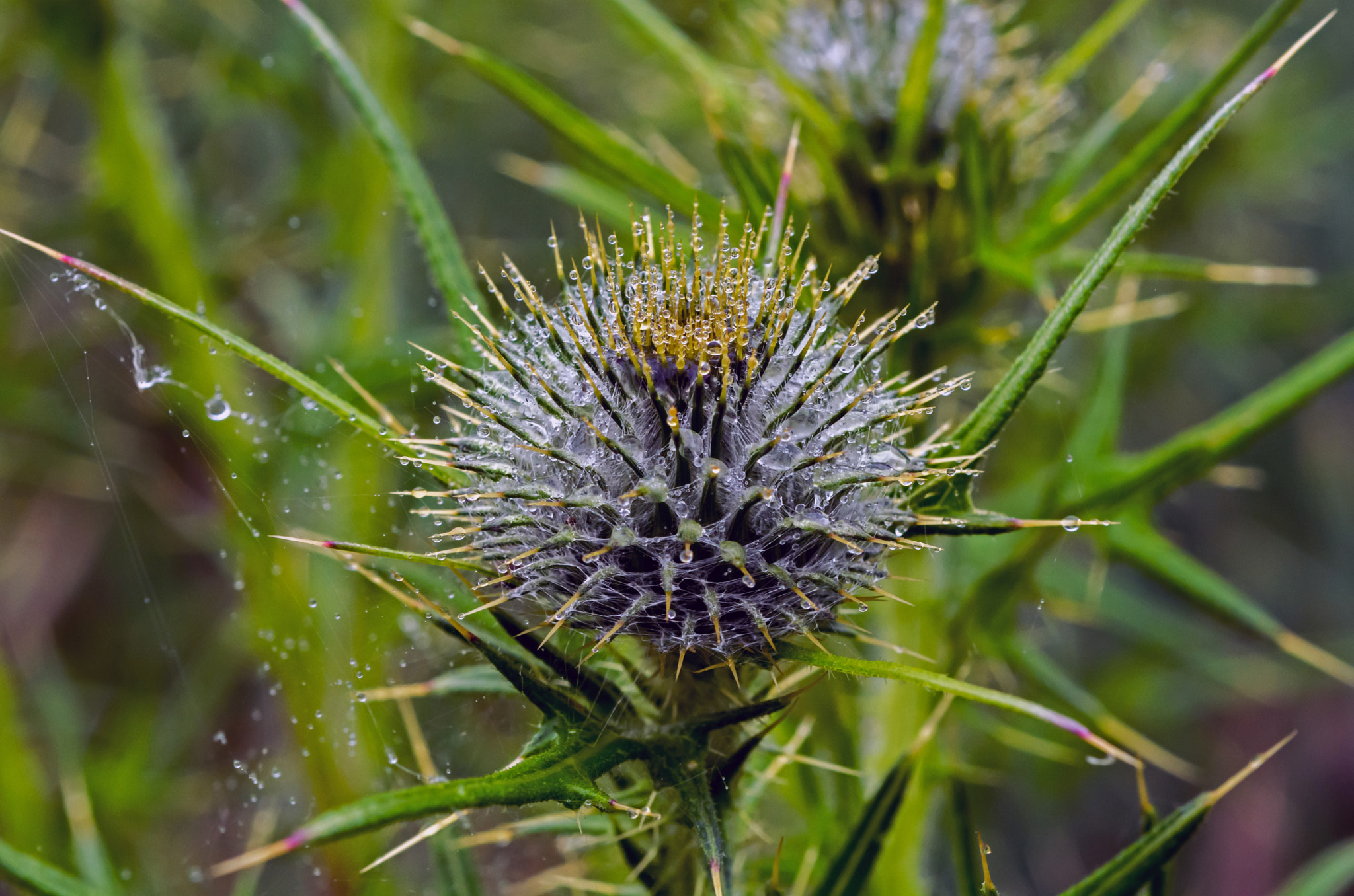 Nikon D7100 + AF Micro-Nikkor 60mm f/2.8 sample photo. I need shielding from the rain! photography