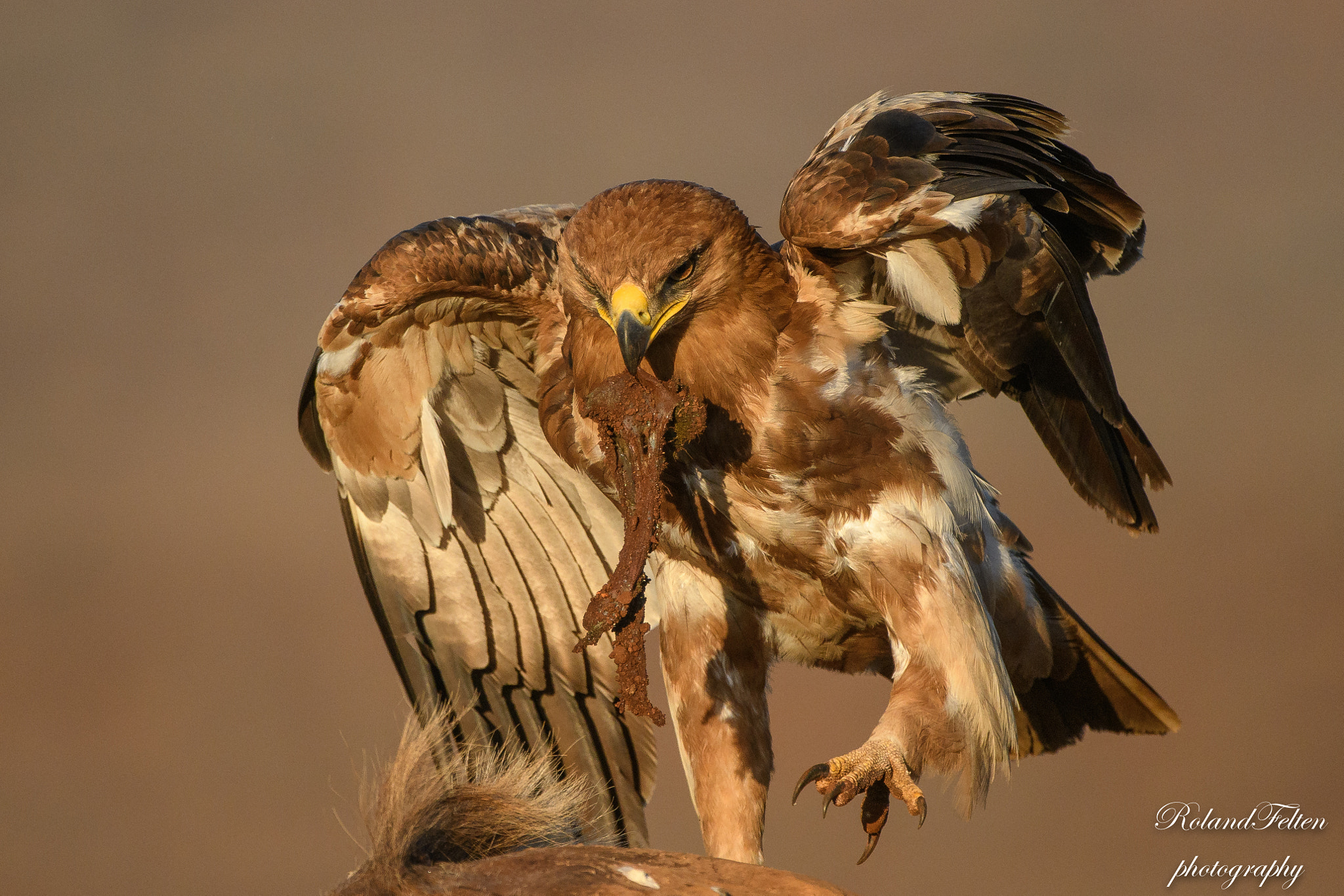 Nikon AF-S Nikkor 200-400mm F4G ED-IF VR sample photo. Carpaccio photography