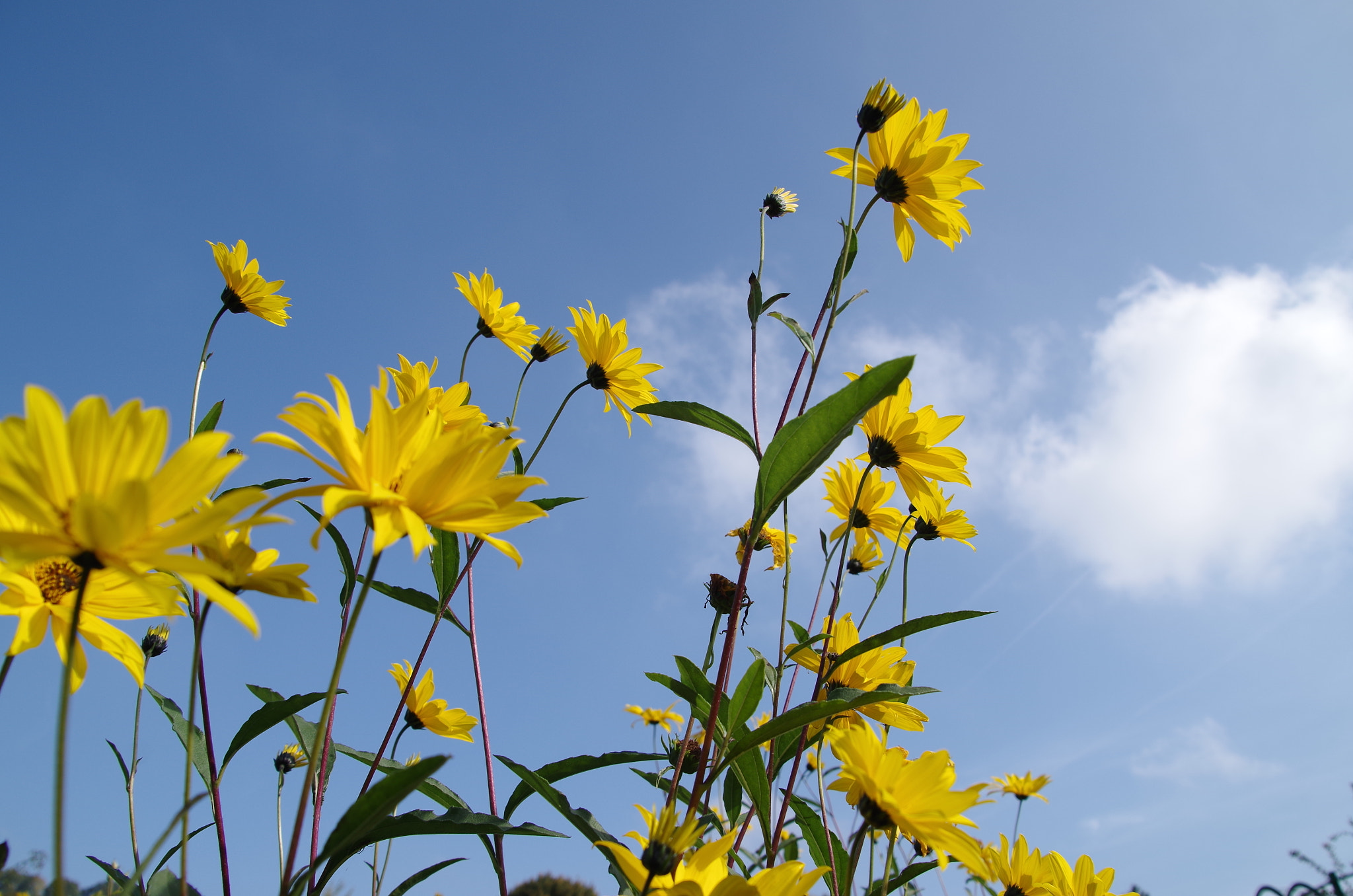 Pentax K-30 sample photo. Sunlight shower photography