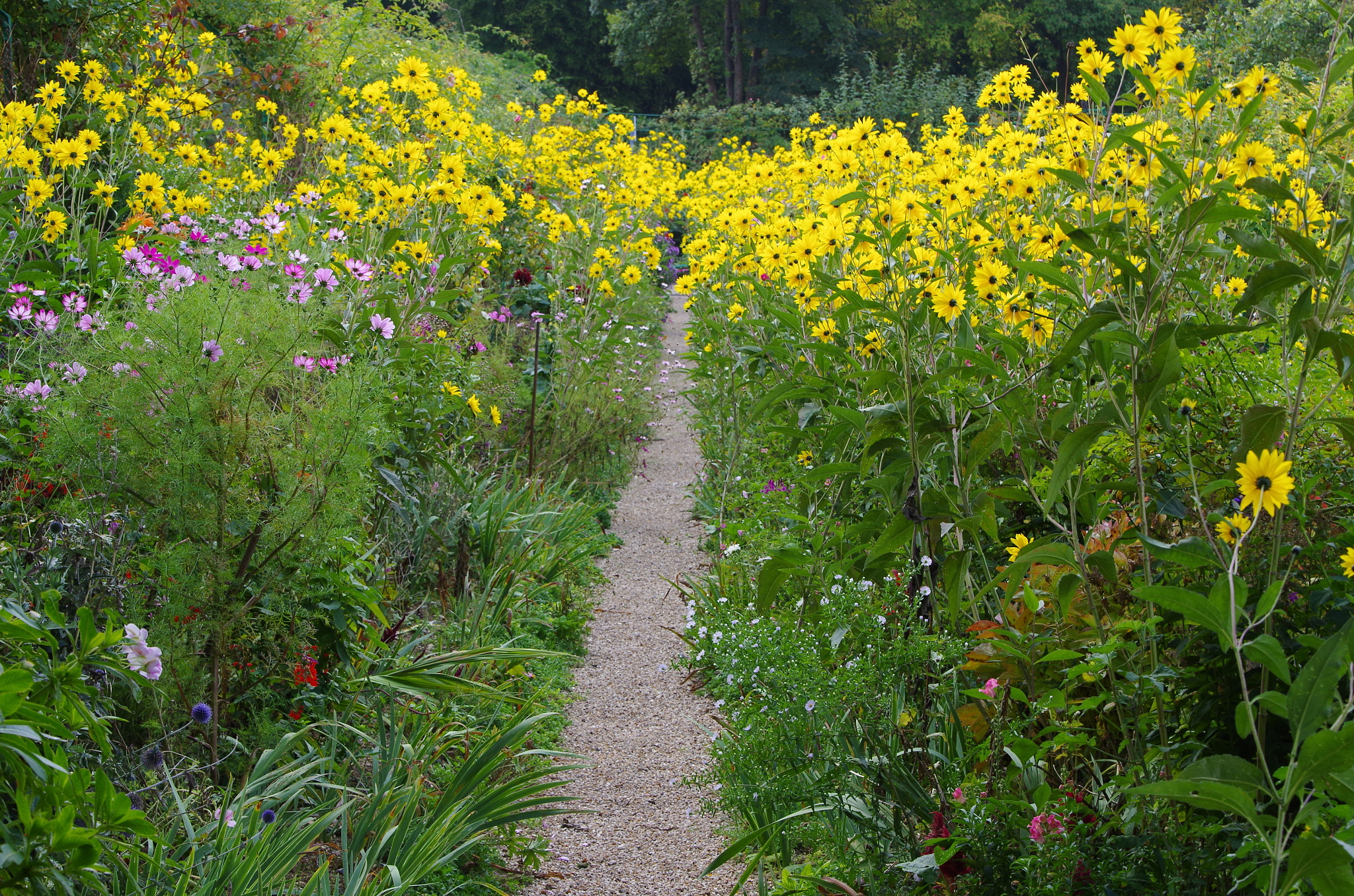 Pentax K-30 sample photo. Along the path photography