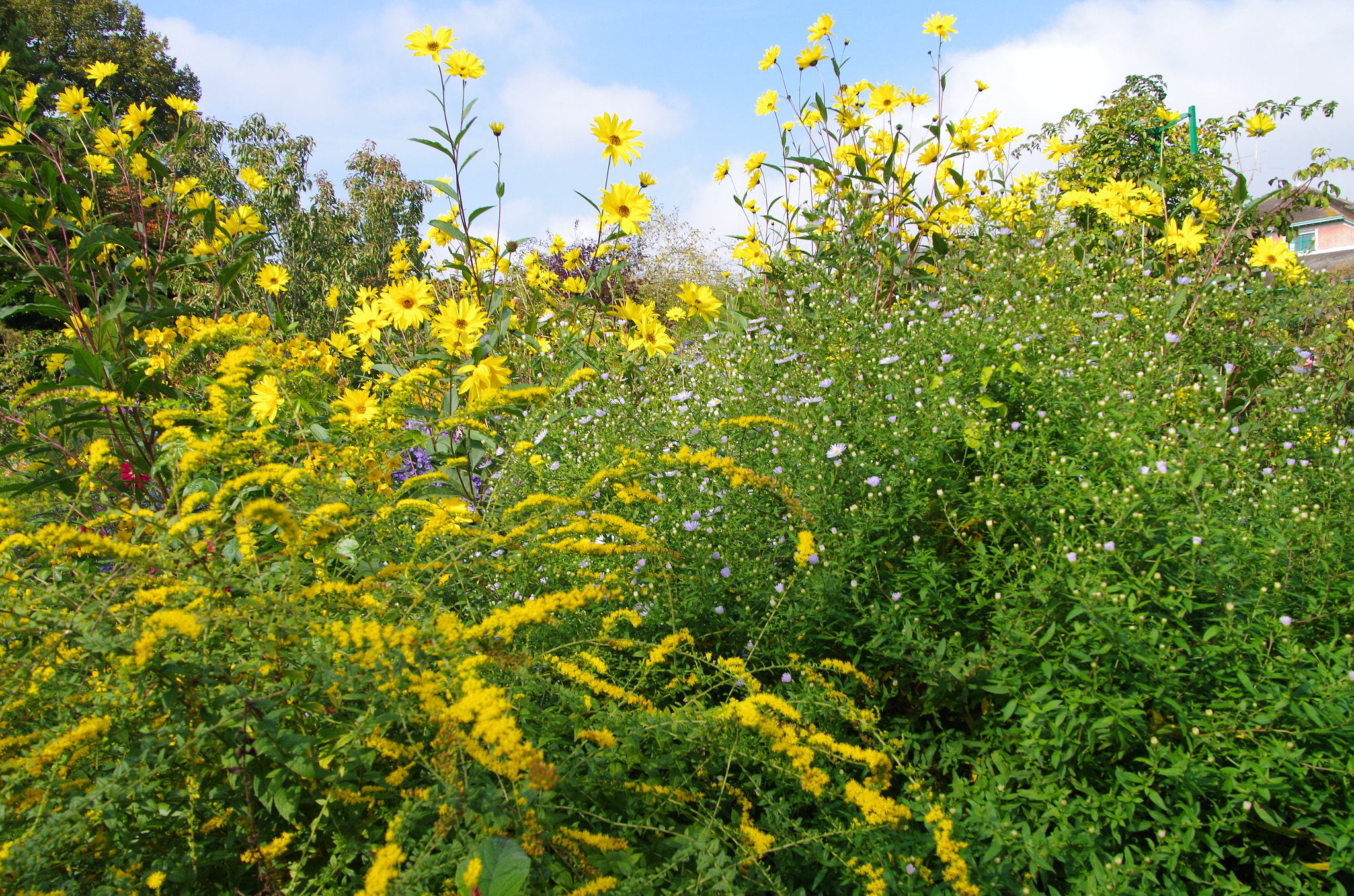 Pentax K-30 sample photo. Wild yellow photography