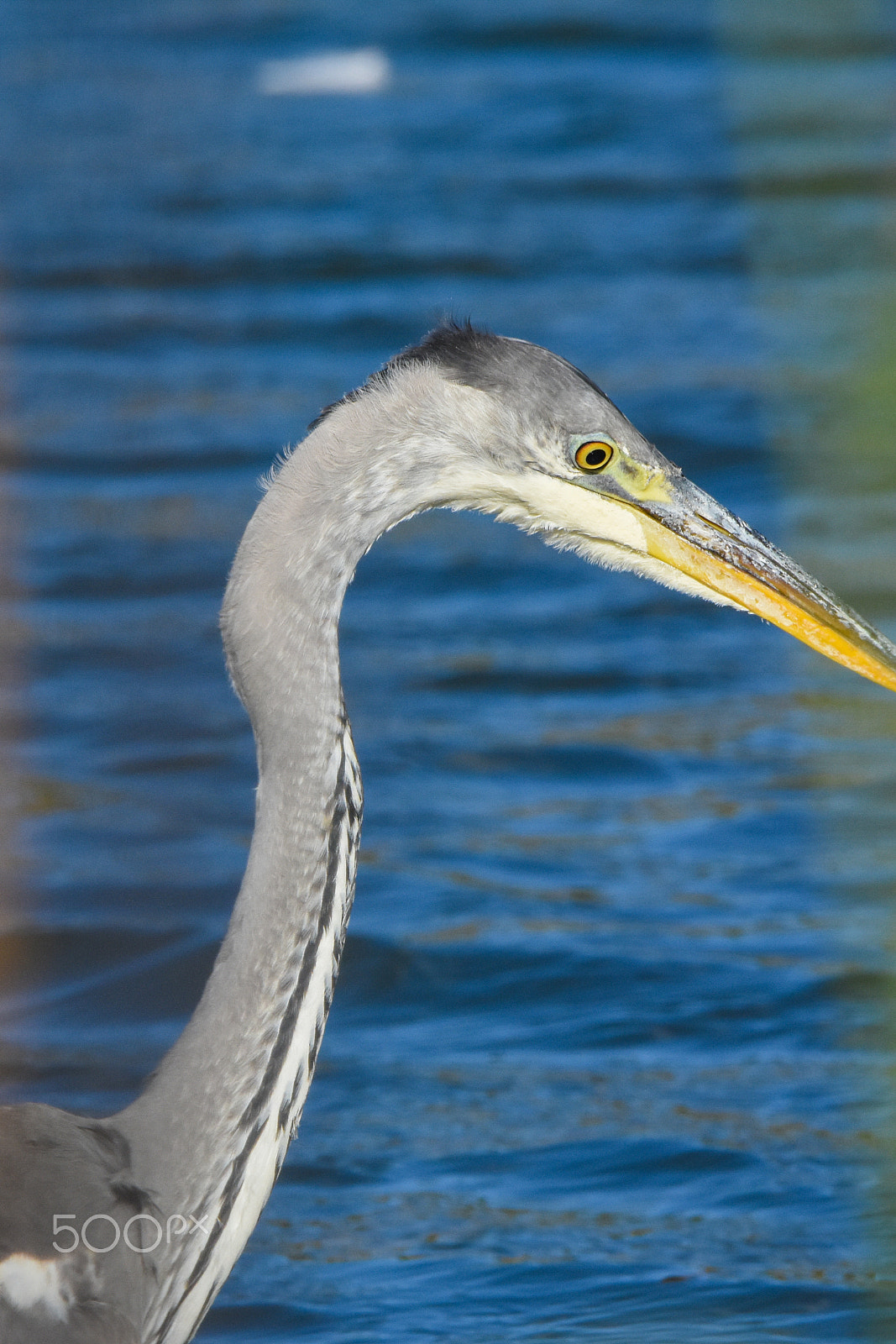 Tamron SP 150-600mm F5-6.3 Di VC USD sample photo. Ardea cinerea photography