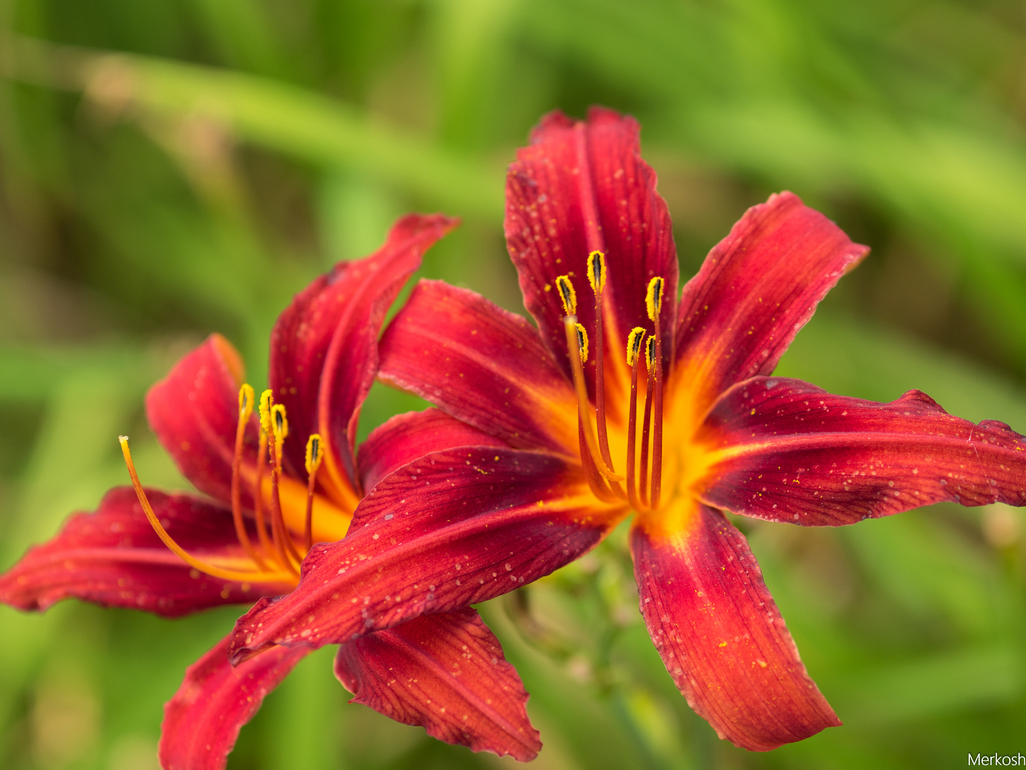 Olympus OM-D E-M5 II + Sigma 60mm F2.8 DN Art sample photo. Flower explosion ii photography