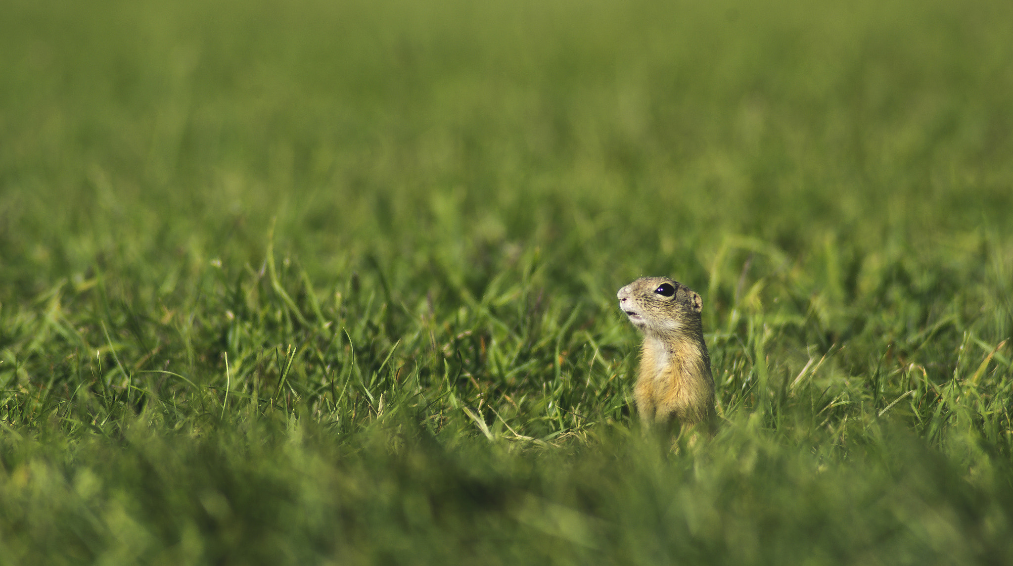 Tamron AF 70-300mm F4-5.6 Di LD Macro sample photo. Sentinel photography