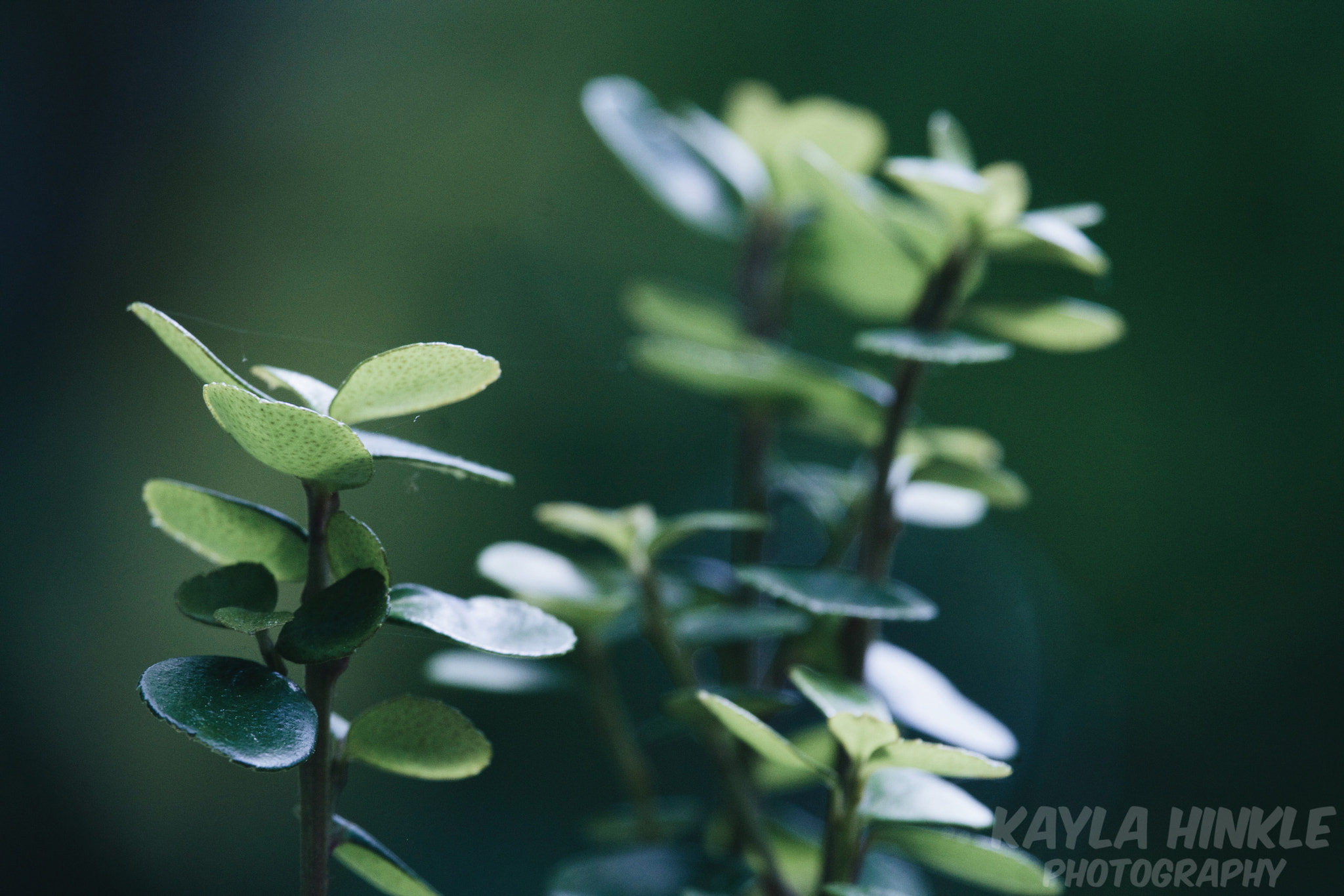 Canon EF-S 55-250mm F4-5.6 IS STM sample photo. Tiny green ii photography