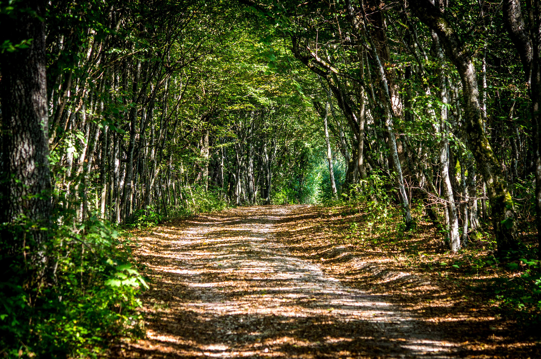 Sony DT 16-105mm F3.5-5.6 sample photo. Striped woods photography
