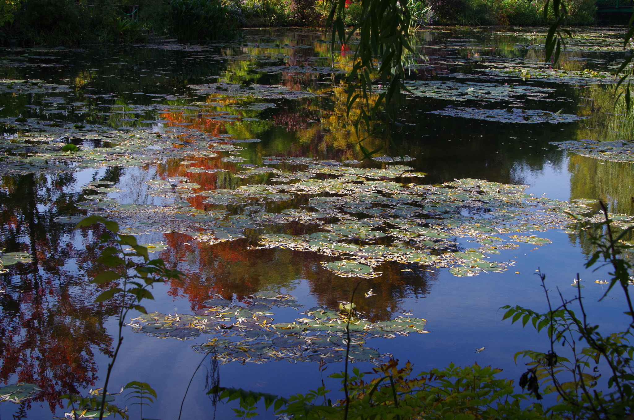 Pentax K-30 + Pentax smc DA 18-270mm F3.5-6.3 ED SDM sample photo. Water lily and reflection photography