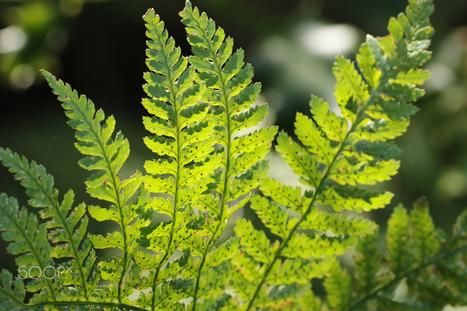 Canon EOS 70D sample photo. Ferns in the sunlight photography