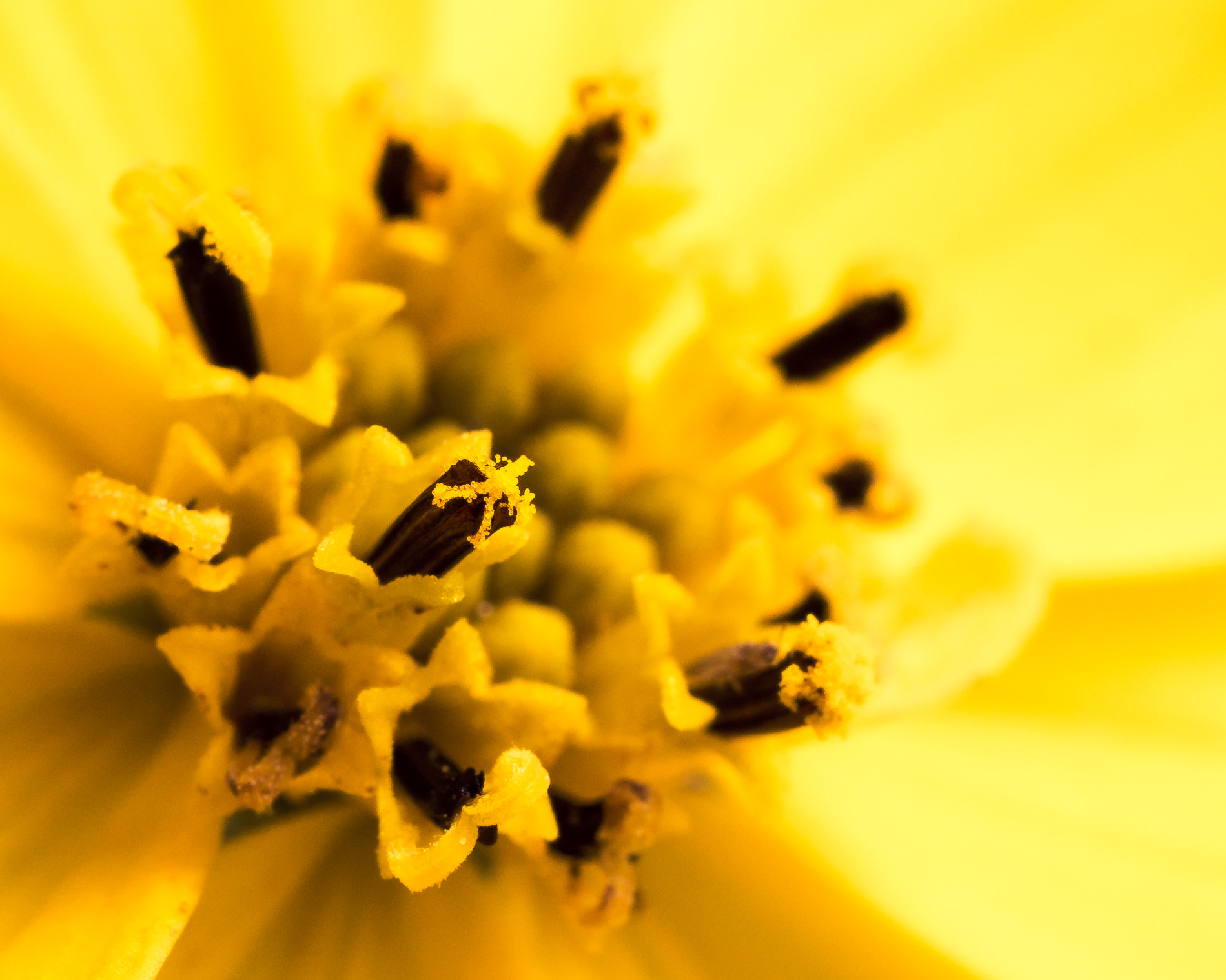 Olympus OM-D E-M10 sample photo. Pollen of a flower ii photography