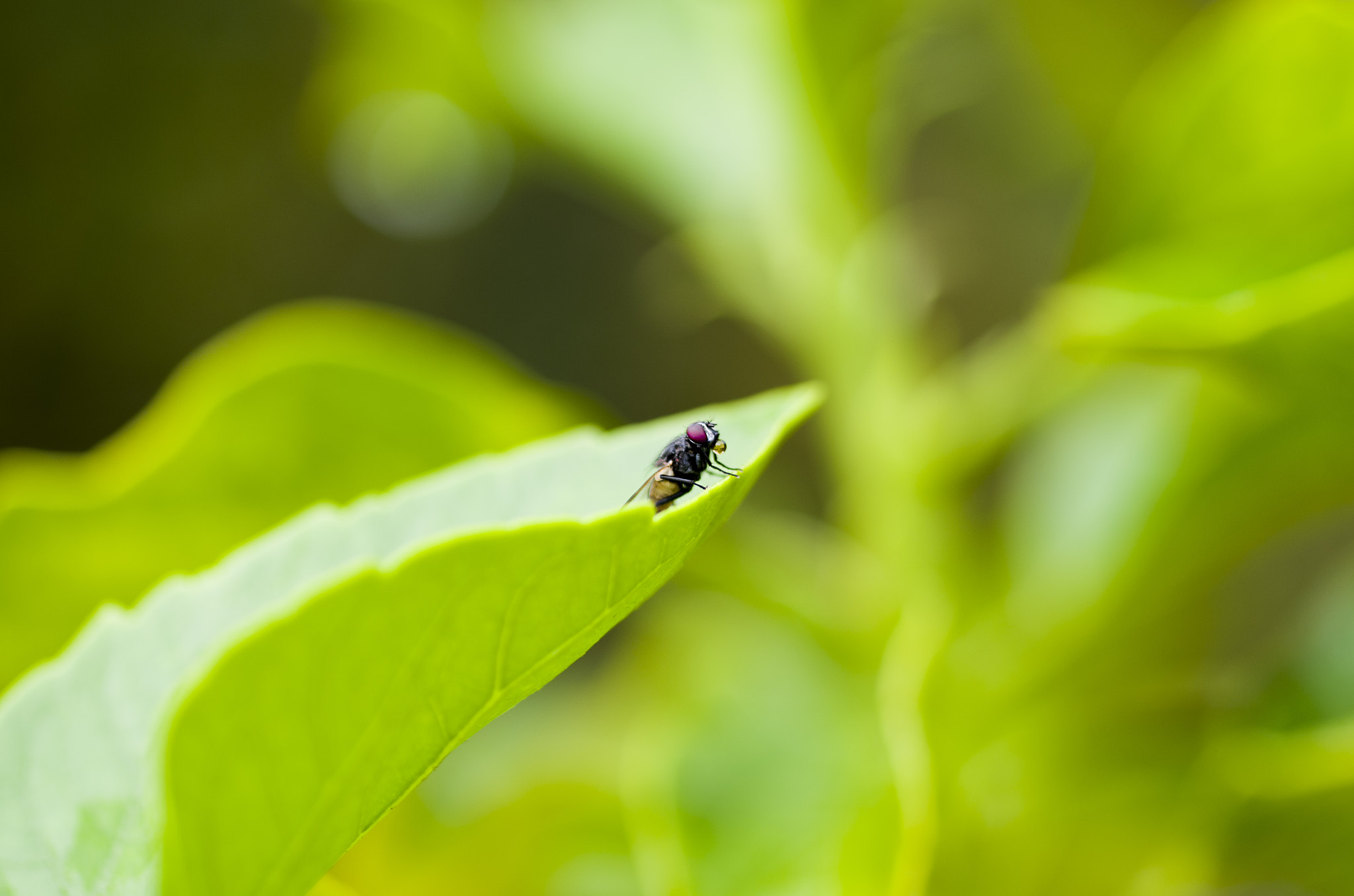 Pentax K-50 + Sigma sample photo. Ps photography