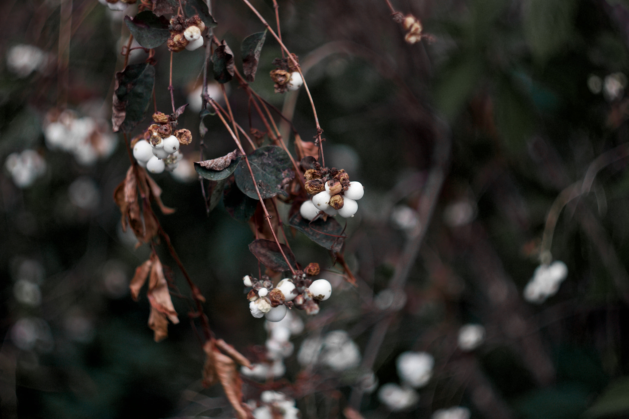 Canon EOS 100D (EOS Rebel SL1 / EOS Kiss X7) sample photo. Berries photography