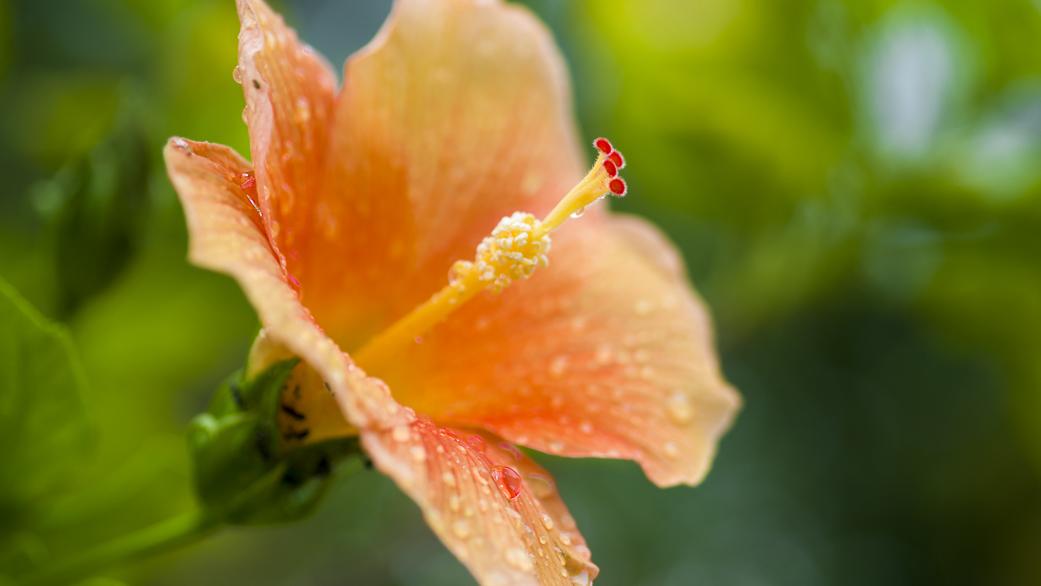 Pentax K-50 + Sigma sample photo. Ps photography
